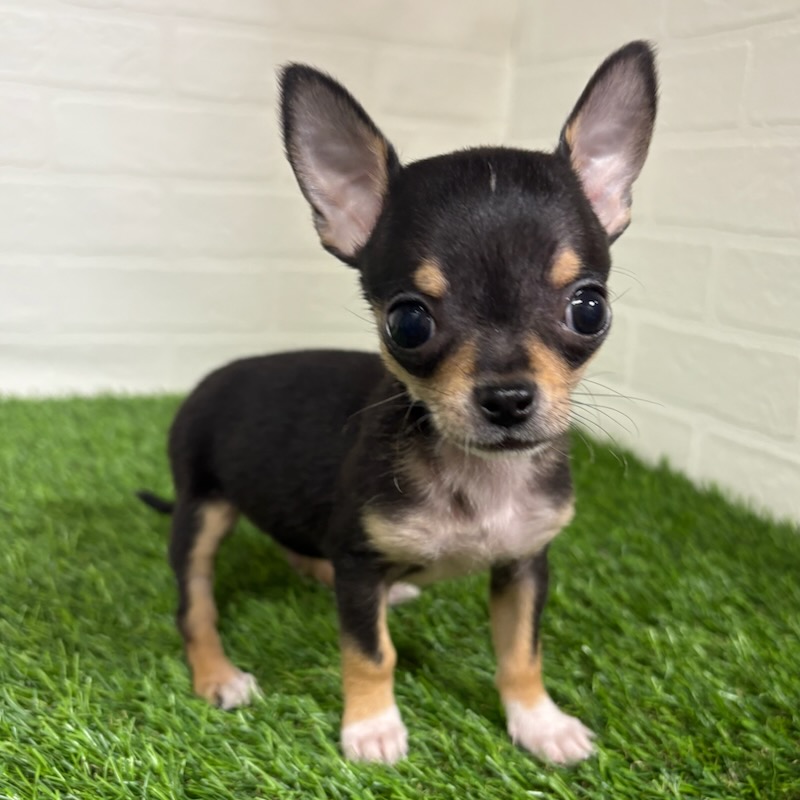 三重県のチワワ(ロング) (ワンニャンハウス四日市店/2025年9月20日生まれ/男の子/ブラックタン)の子犬の1枚目の画像