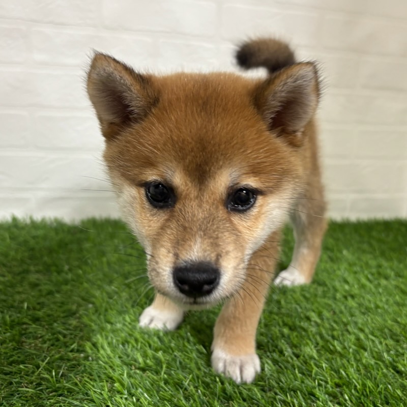 三重県の柴犬(標準サイズ) (ワンニャンハウス四日市店/2025年8月10日生まれ/女の子/赤)の子犬の2枚目の画像