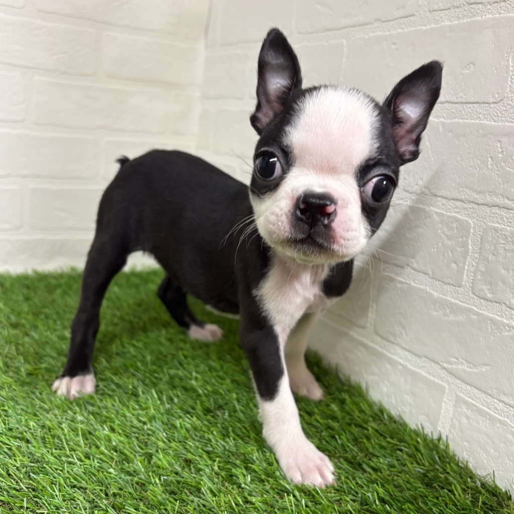 三重県のボストンテリア (ワンニャンハウス四日市店/2025年11月19日生まれ/女の子/ボストンカラー)の子犬の1枚目の画像