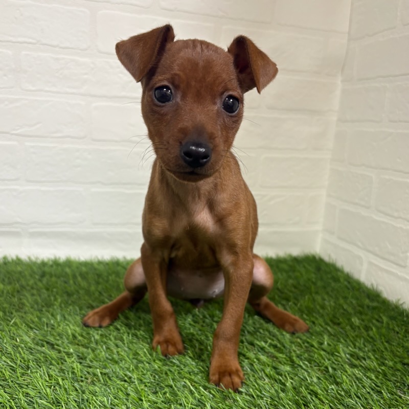 三重県のミニチュアピンシャー (ワンニャンハウス四日市店/2025年9月22日生まれ/女の子/レッド)の子犬の1枚目の画像