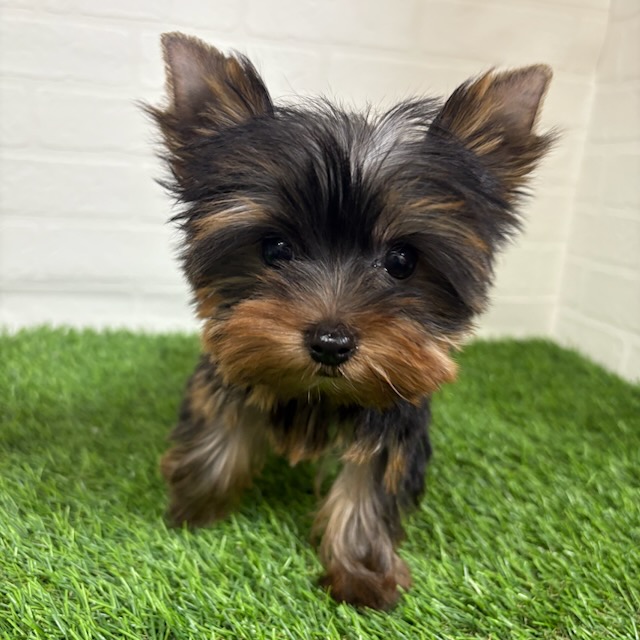 三重県のヨークシャーテリア (ワンニャンハウス四日市店/2025年9月8日生まれ/女の子/スチールブルータン)の子犬の1枚目の画像
