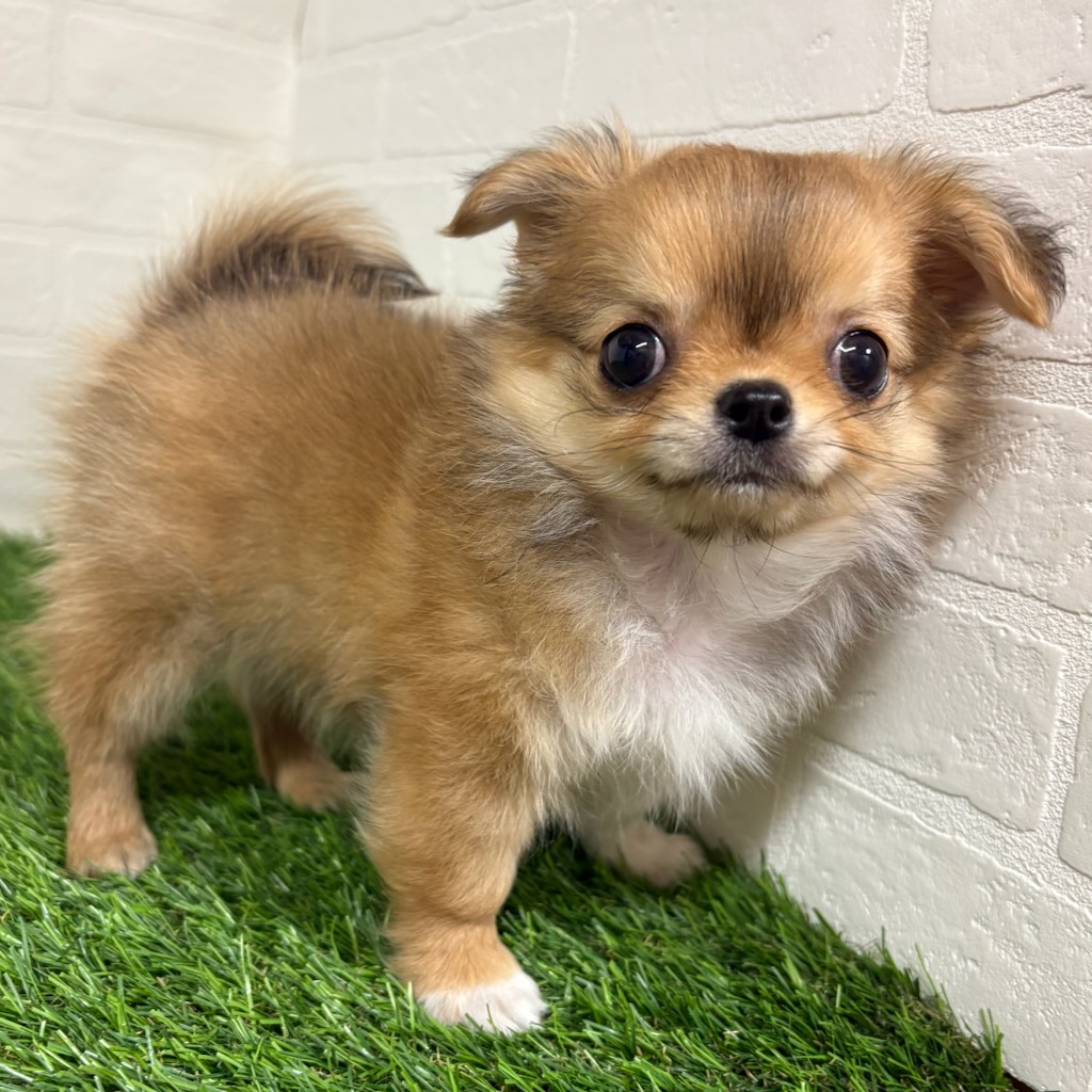 三重県のチワワ(ロング) (ワンニャンハウス四日市店/2026年2月13日生まれ/男の子/フォーン)の子犬の2枚目の画像