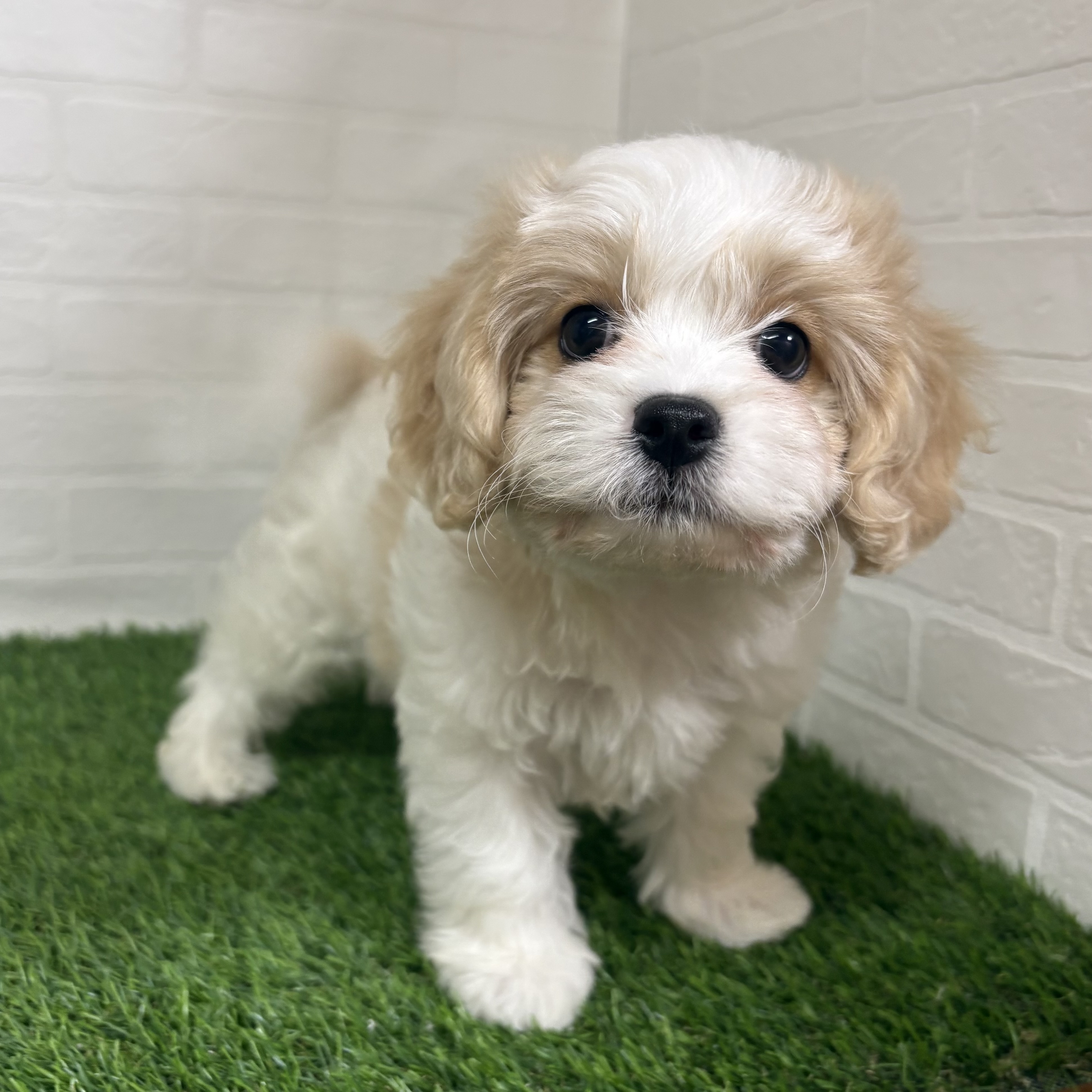 三重県のハーフ犬・ミックス犬 (ワンニャンハウス四日市店/2026年6月18日生まれ/男の子/ブレンハイム)の子犬の3枚目の画像