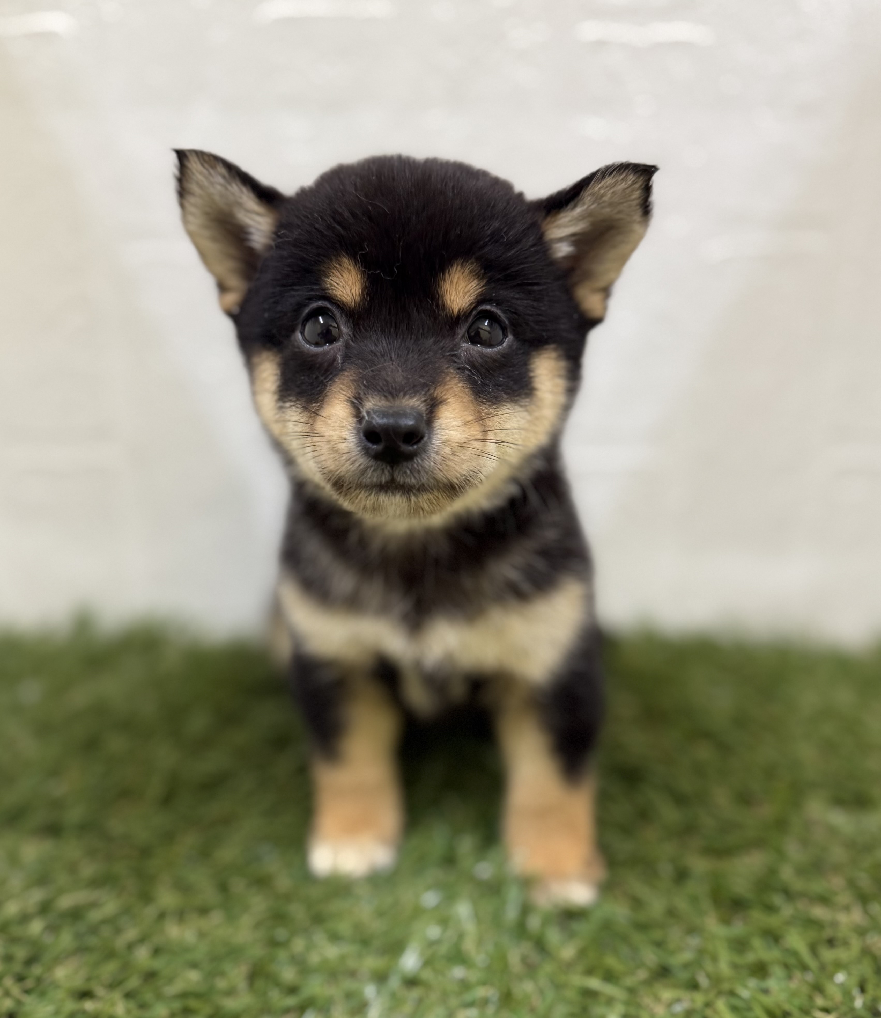 三重県の柴犬(標準サイズ) (ワンニャンハウス名張店/2025年8月8日生まれ/女の子/黒)の子犬の2枚目の画像