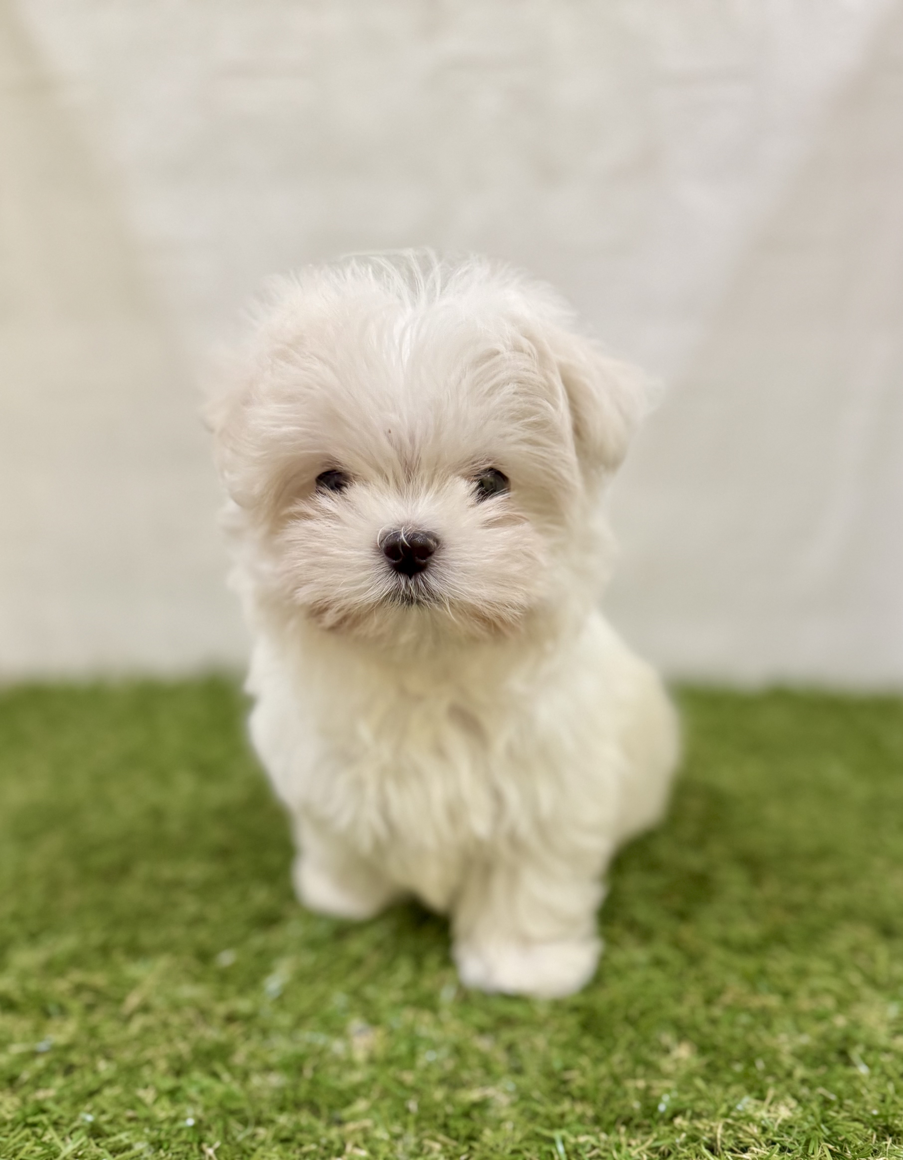 三重県のマルチーズ (ワンニャンハウス名張店/2025年9月13日生まれ/男の子/ホワイト)の子犬の1枚目の画像