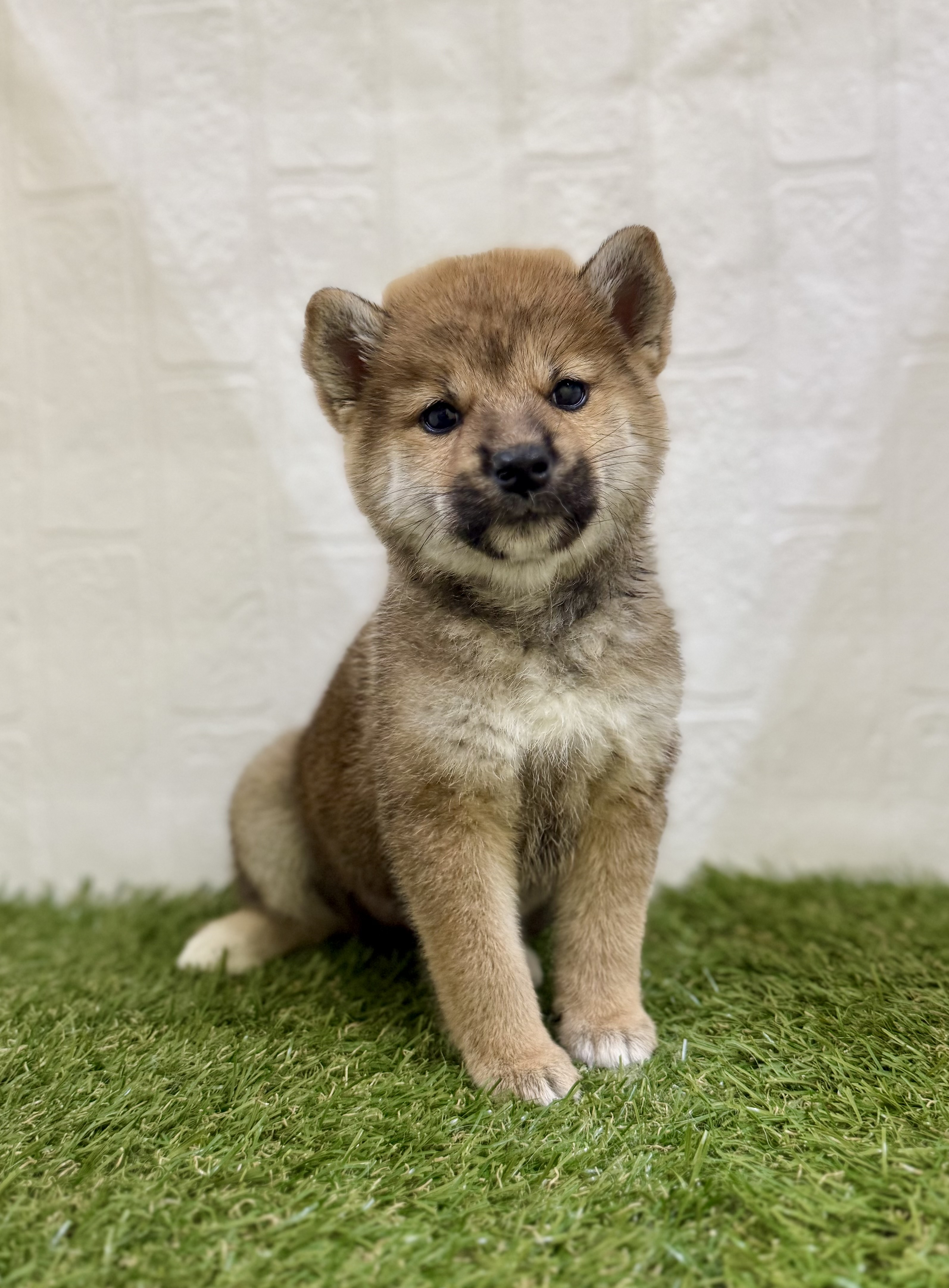 三重県の柴犬(標準サイズ) (ワンニャンハウス名張店/2025年9月1日生まれ/女の子/赤)の子犬の1枚目の画像