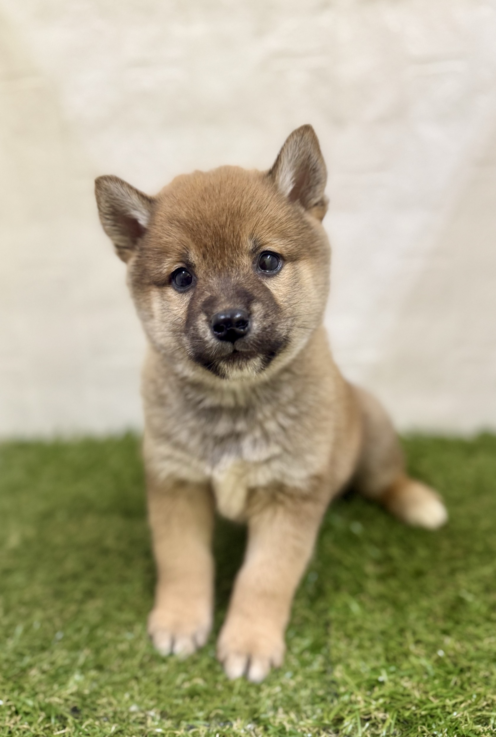 三重県の柴犬(標準サイズ) (ワンニャンハウス名張店/2025年10月27日生まれ/男の子/赤)の子犬の1枚目の画像