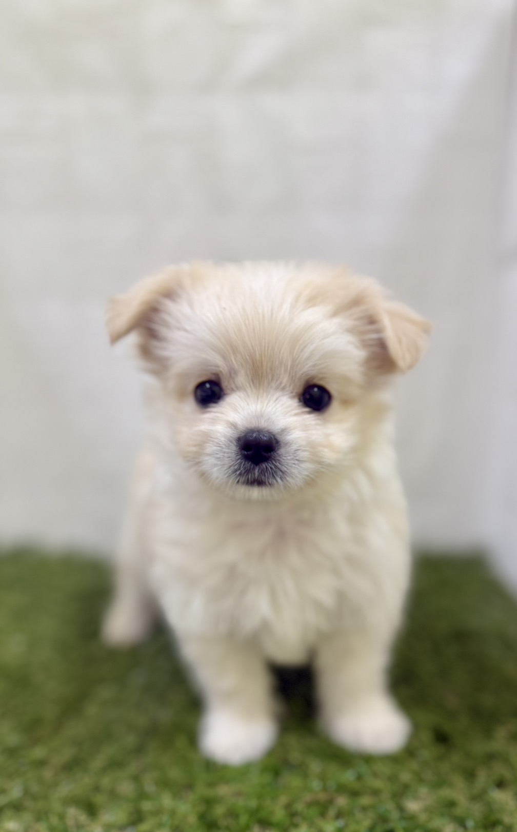 三重県のハーフ犬・ミックス犬 (ワンニャンハウス四日市店/2026年3月18日生まれ/女の子/クリーム)の子犬の2枚目の画像