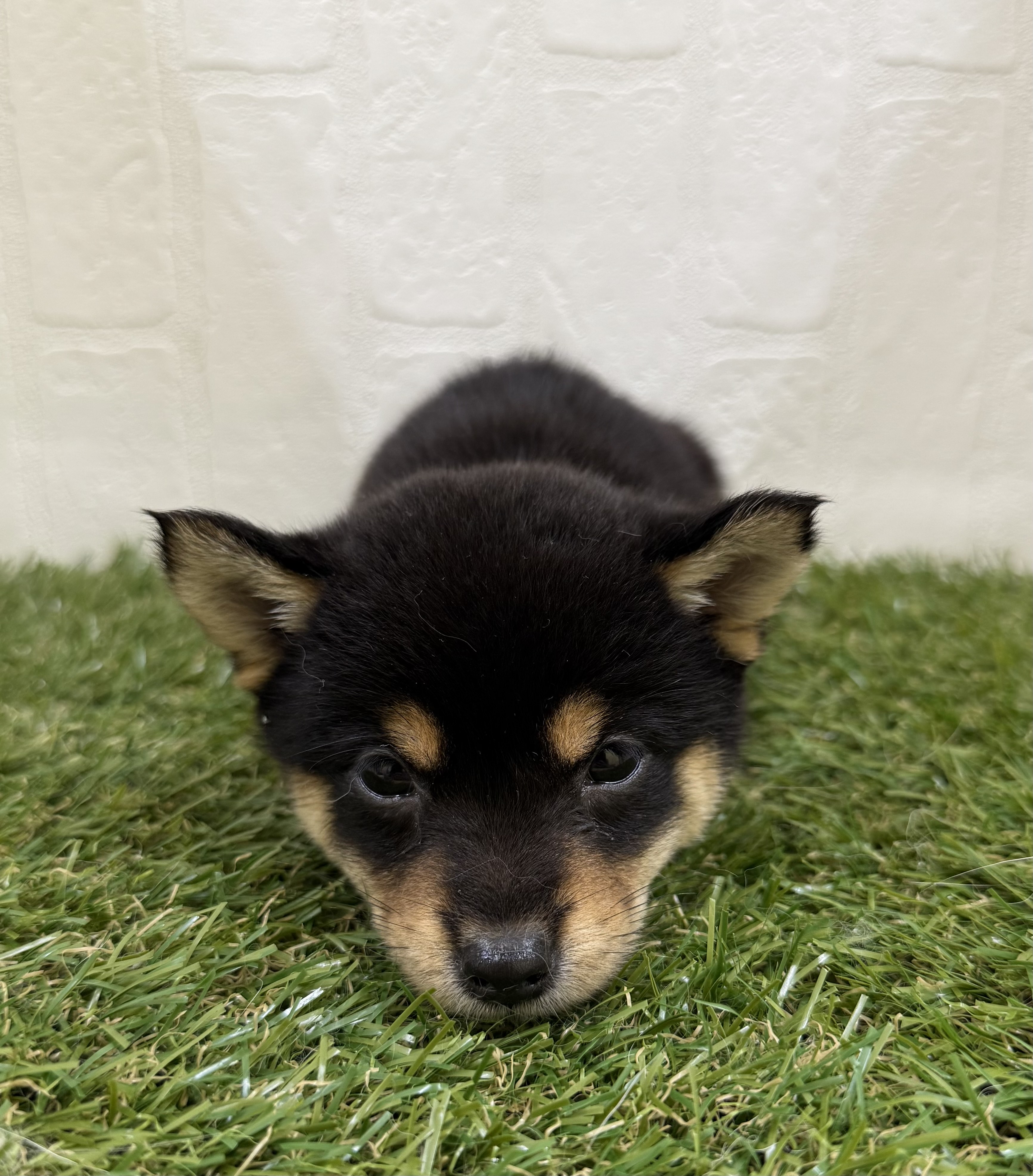三重県の柴犬(標準サイズ) (ワンニャンハウス名張店/2025年8月8日生まれ/女の子/黒)の子犬の3枚目の画像
