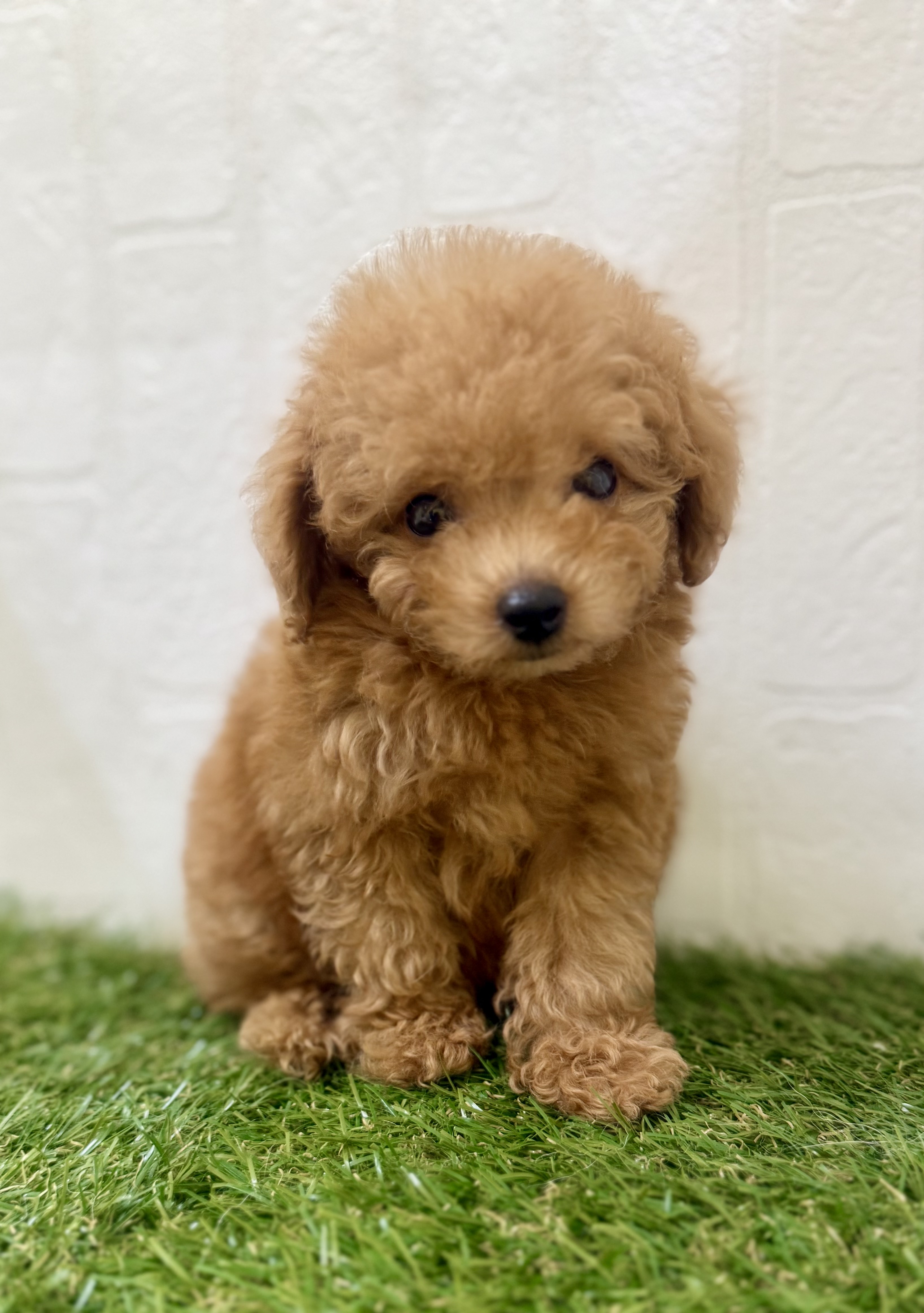 三重県のトイプードル(トイ) (ワンニャンハウス名張店/2025年7月18日生まれ/男の子/レッド)の子犬の2枚目の画像