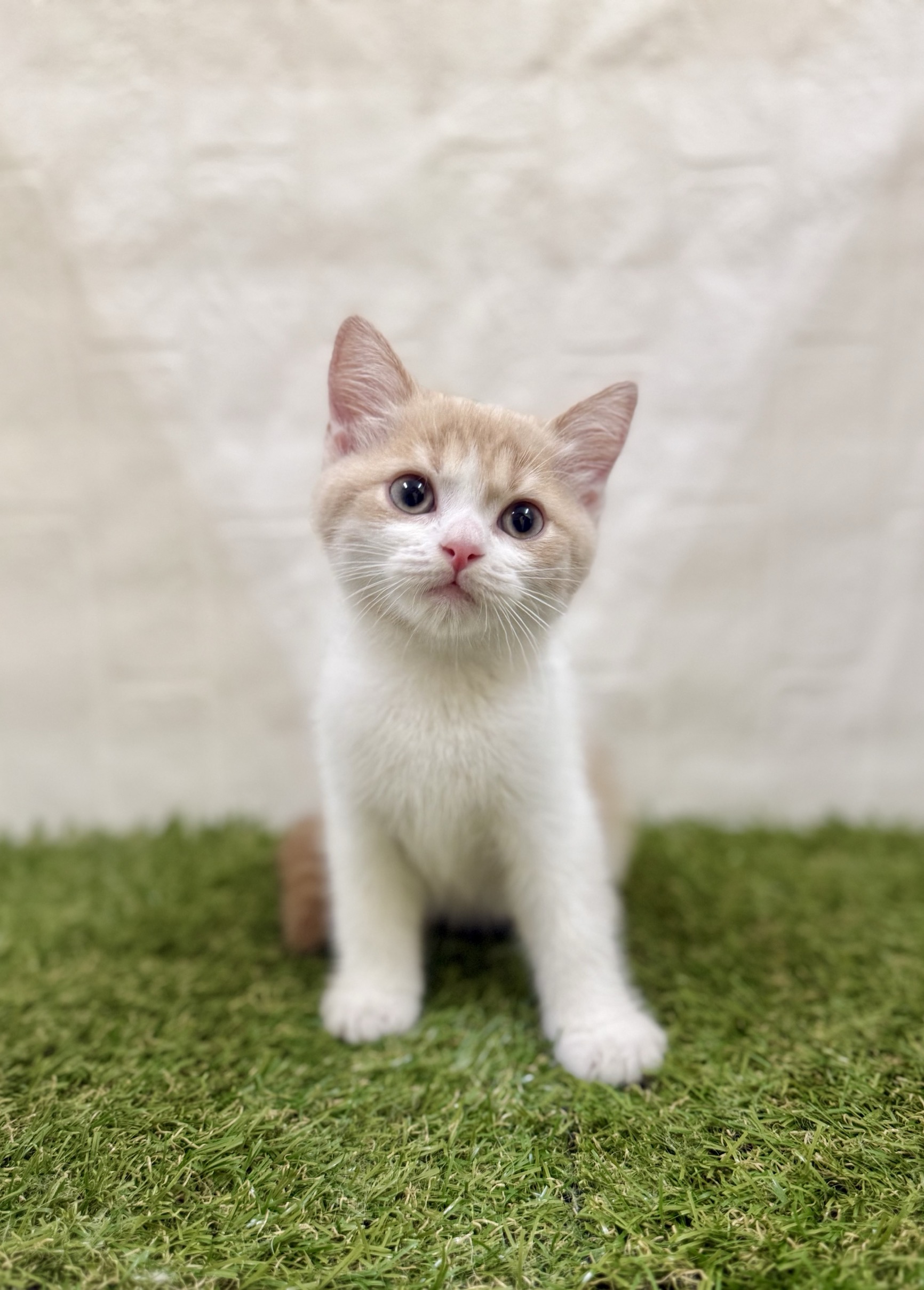 三重県のスコティッシュフォールド (ワンニャンハウス名張店/2025年10月14日生まれ/男の子/クリームタビーホワイト)の子猫の2枚目の画像