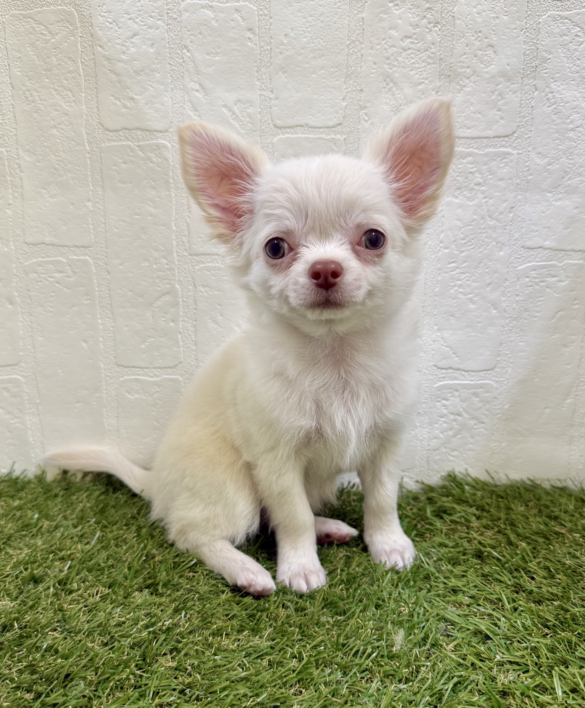 三重県のチワワ(ロング) (ワンニャンハウス名張店/2025年9月1日生まれ/女の子/クリーム)の子犬の1枚目の画像