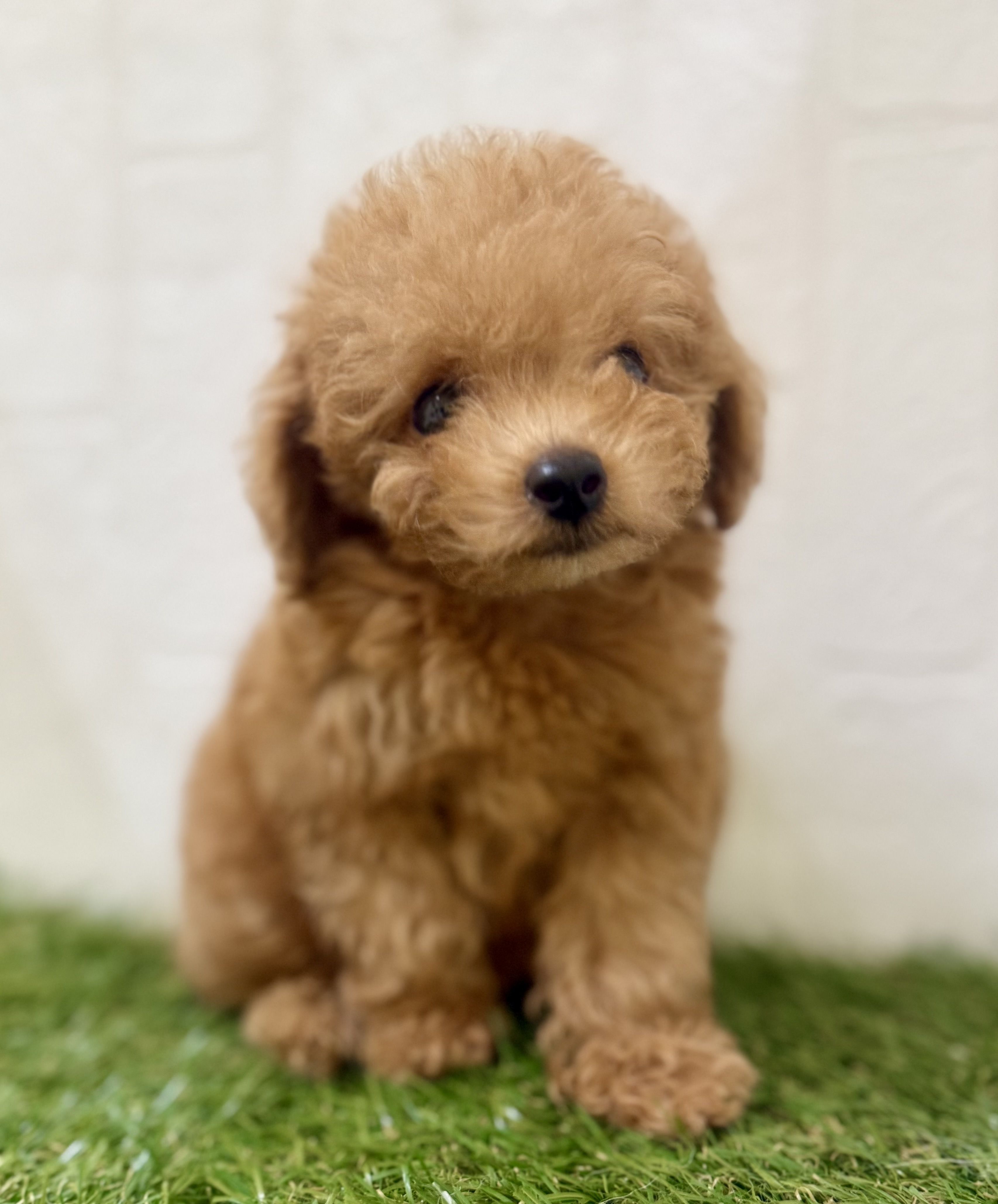 三重県のトイプードル(トイ) (ワンニャンハウス名張店/2025年7月18日生まれ/男の子/レッド)の子犬の3枚目の画像
