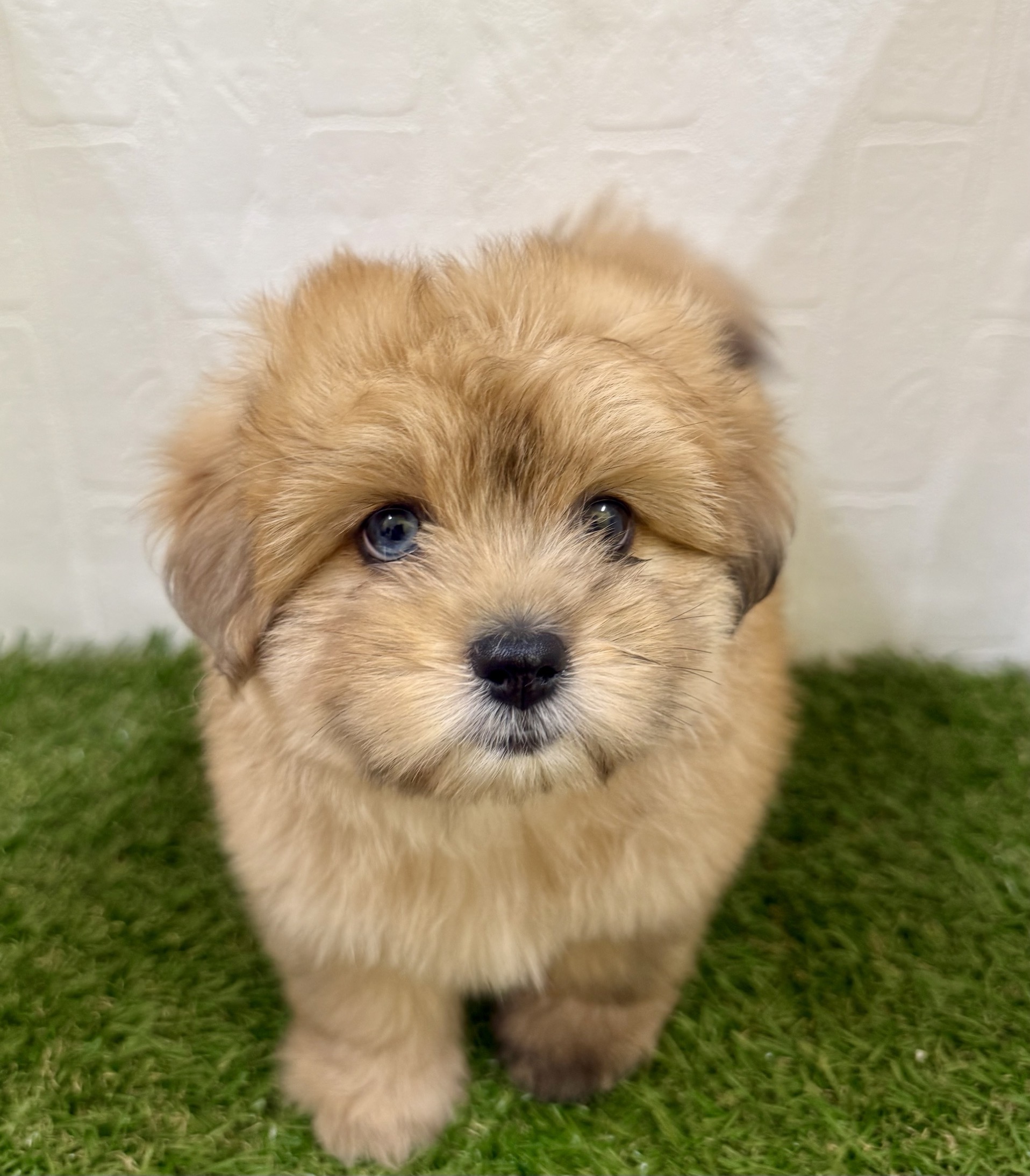 三重県のハーフ犬・ミックス犬 (ワンニャンハウス名張店/2025年7月20日生まれ/男の子/フォーン)の子犬の1枚目の画像