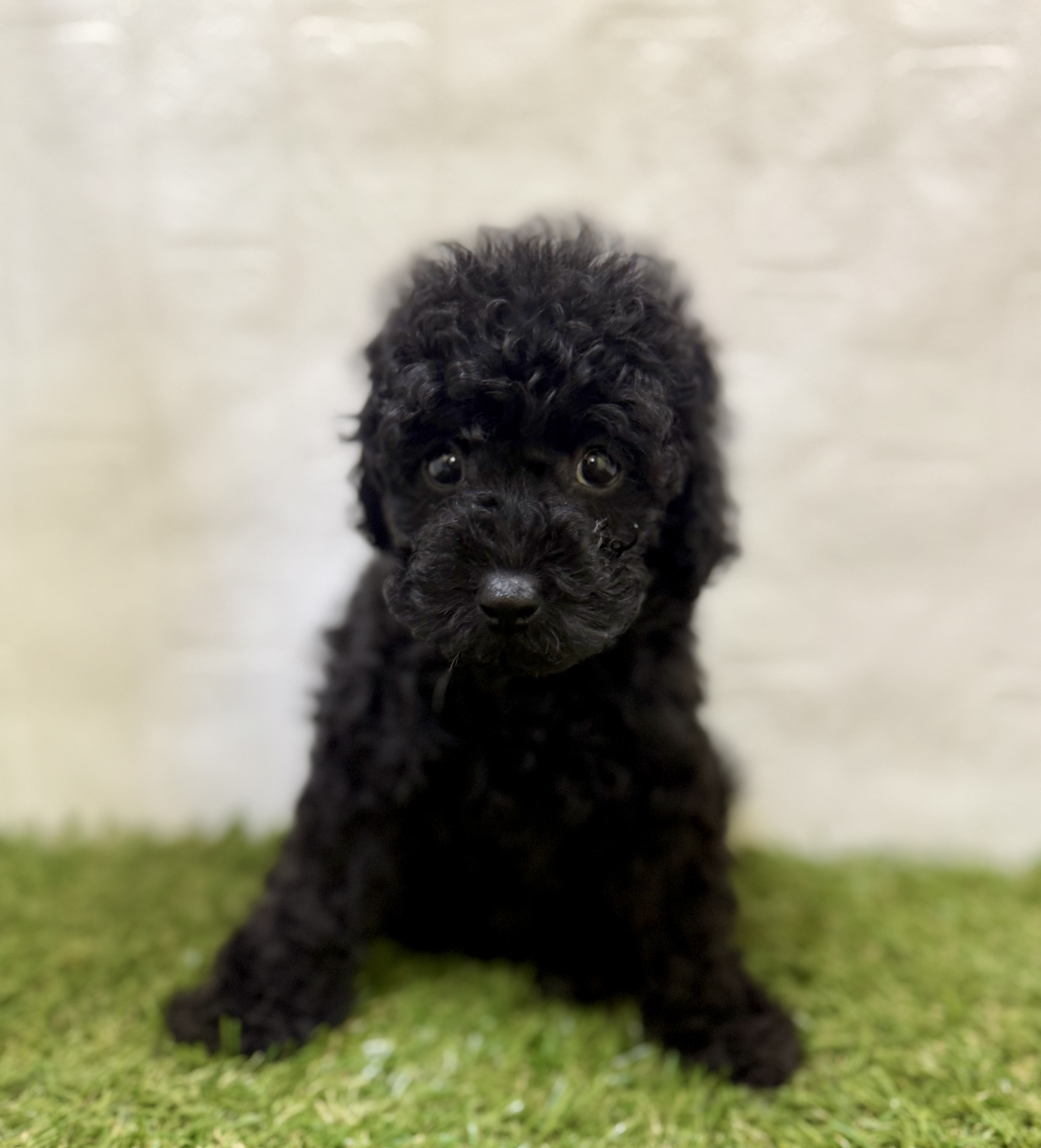 三重県のトイプードル(トイ) (ワンニャンハウス名張店/2025年12月1日生まれ/女の子/ブラック)の子犬の3枚目の画像