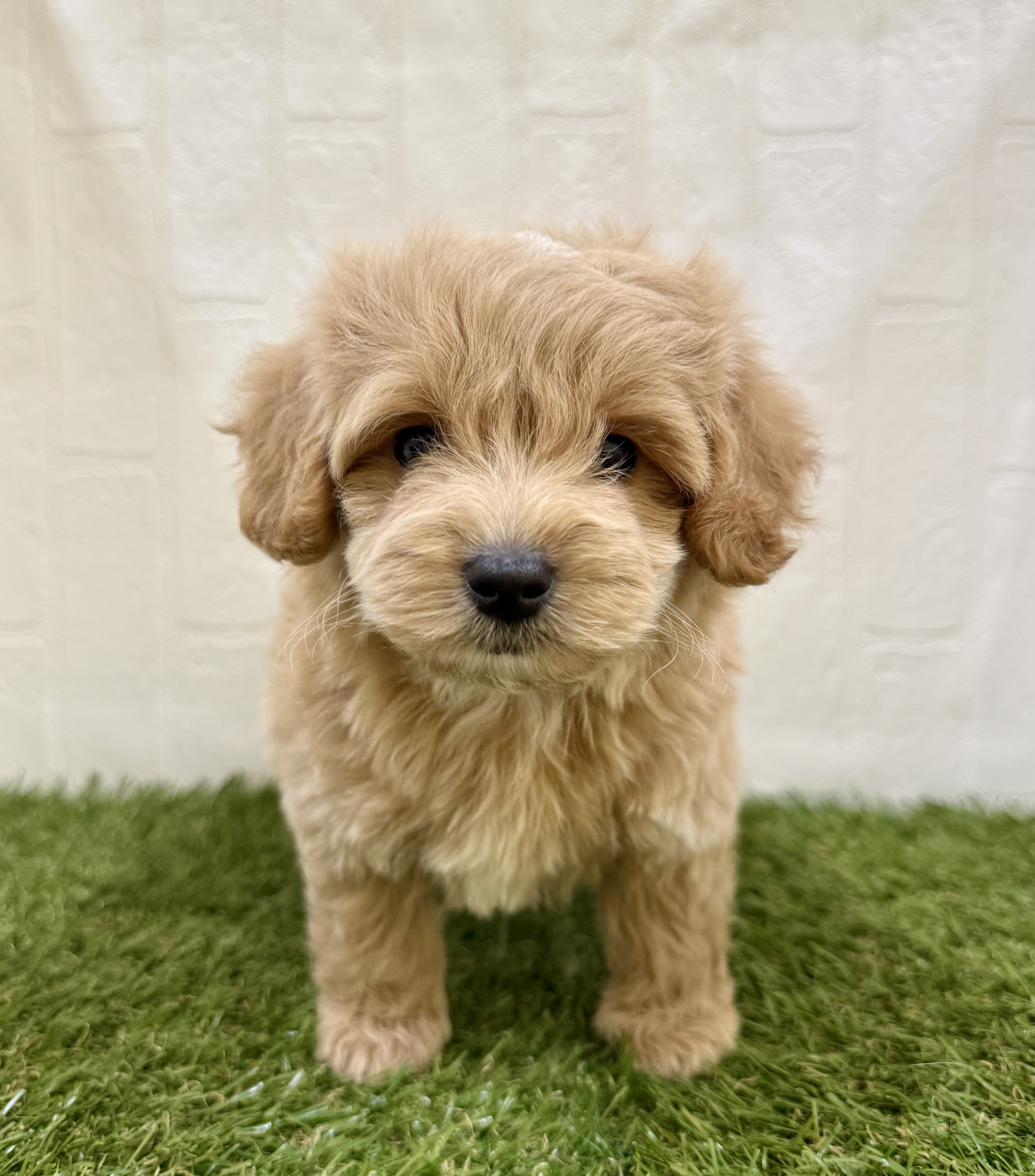 三重県のマルプー(マルチーズ×プードル) (ワンニャンハウス名張店/2025年9月10日生まれ/男の子/クリームホワイト)の子犬の1枚目の画像