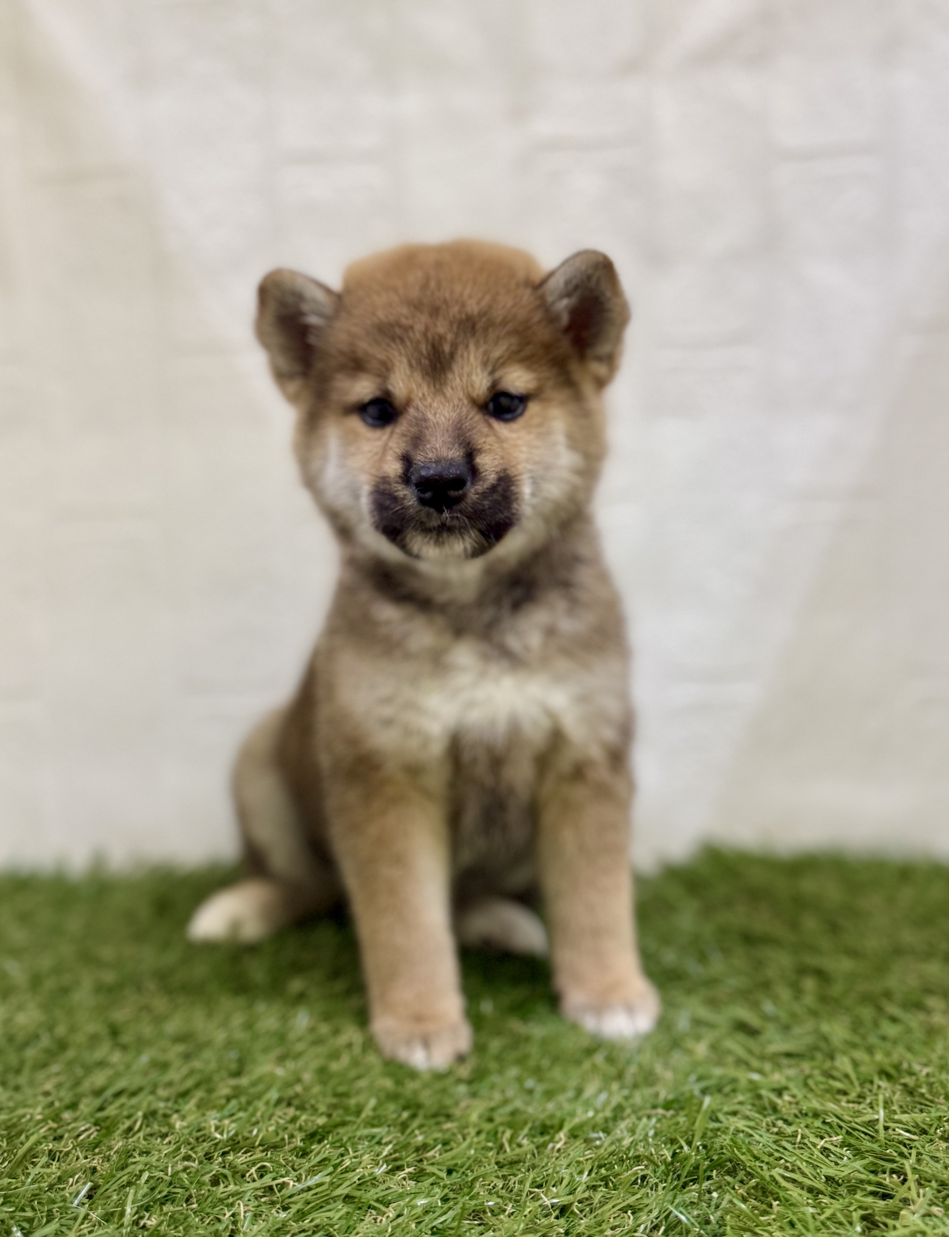 三重県の柴犬(標準サイズ) (ワンニャンハウス名張店/2025年9月1日生まれ/女の子/赤)の子犬の3枚目の画像