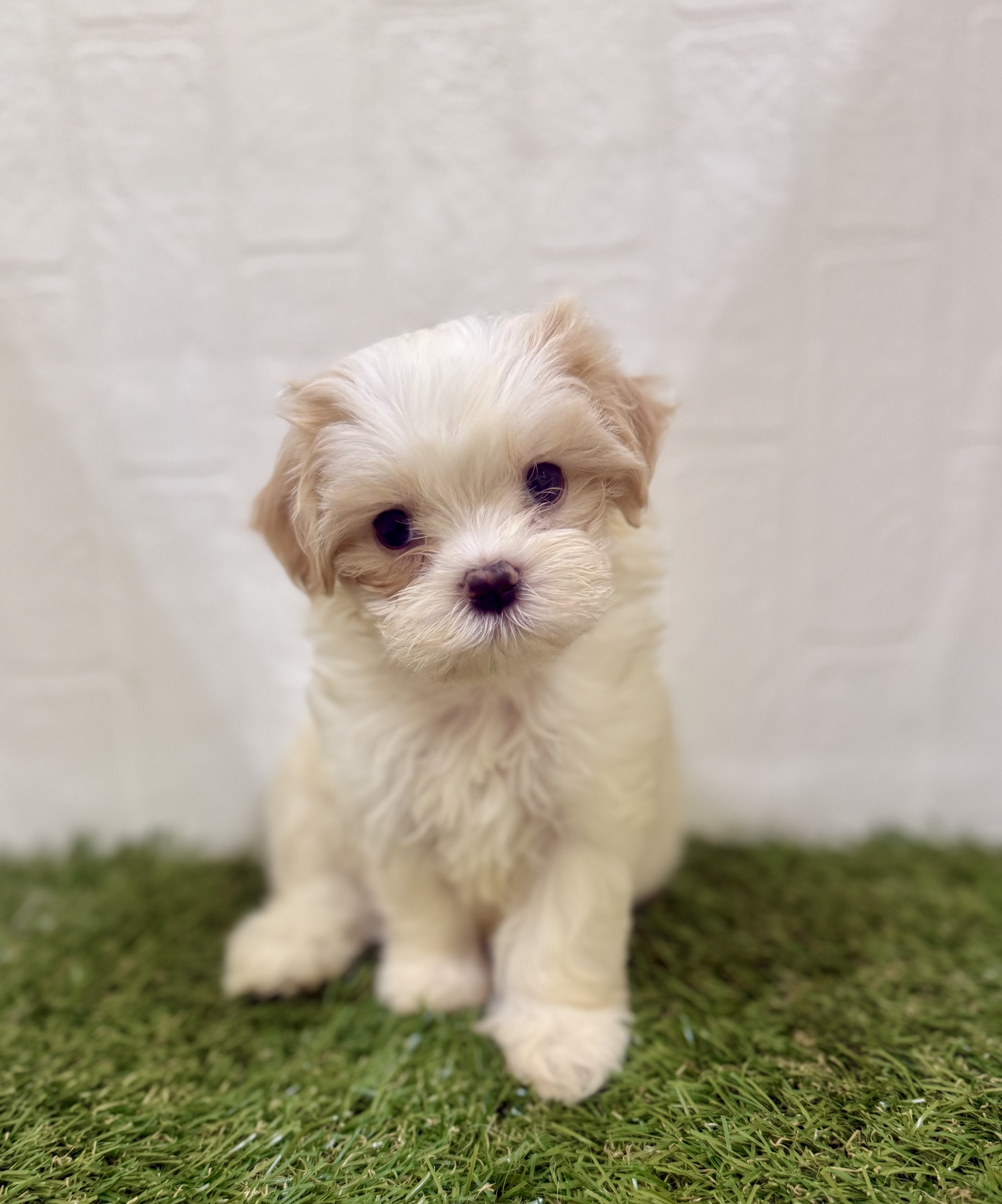 三重県のハーフ犬・ミックス犬 (ワンニャンハウス名張店/2025年7月19日生まれ/女の子/レモンホワイト)の子犬の3枚目の画像
