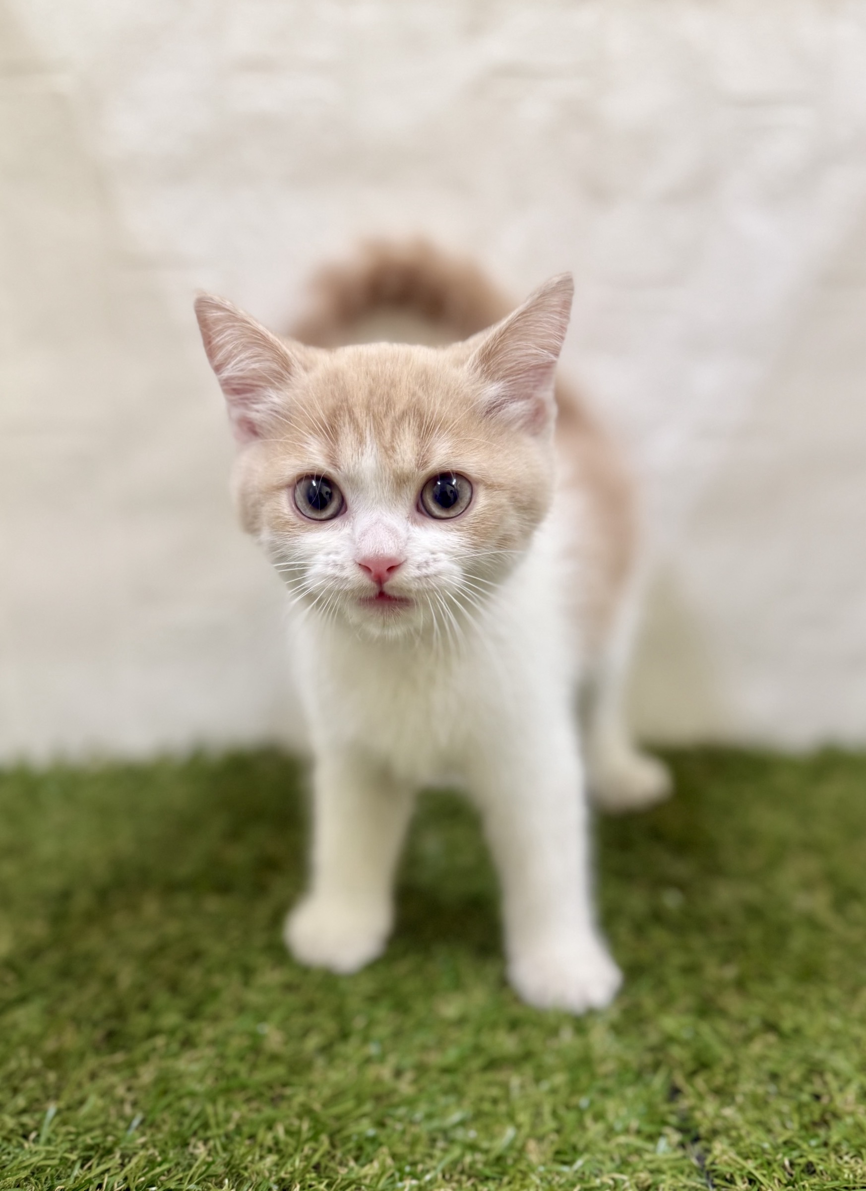 三重県のスコティッシュフォールド (ワンニャンハウス名張店/2025年10月14日生まれ/男の子/クリームタビーホワイト)の子猫の1枚目の画像