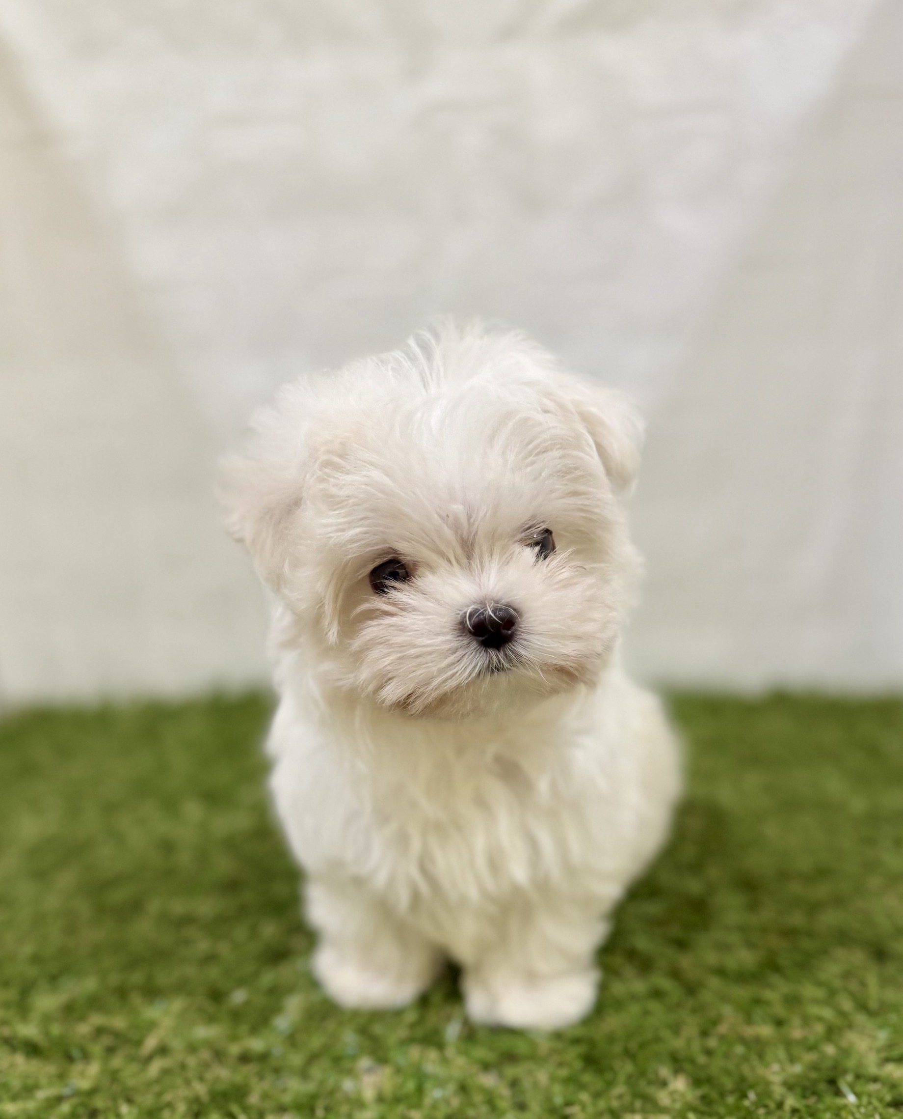 三重県のマルチーズ (ワンニャンハウス名張店/2025年9月13日生まれ/男の子/ホワイト)の子犬の3枚目の画像