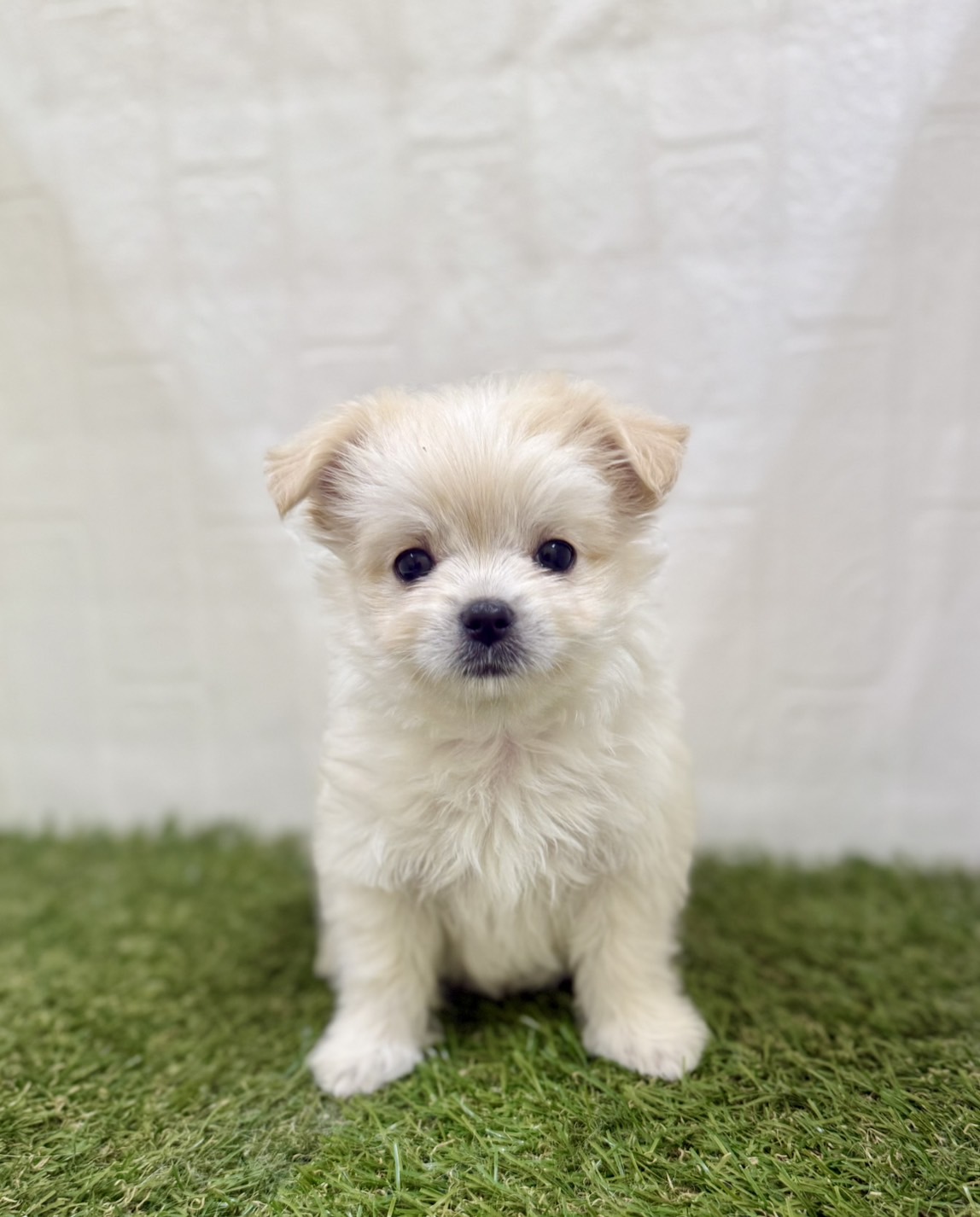三重県のハーフ犬・ミックス犬 (ワンニャンハウス四日市店/2026年3月18日生まれ/女の子/クリーム)の子犬の3枚目の画像