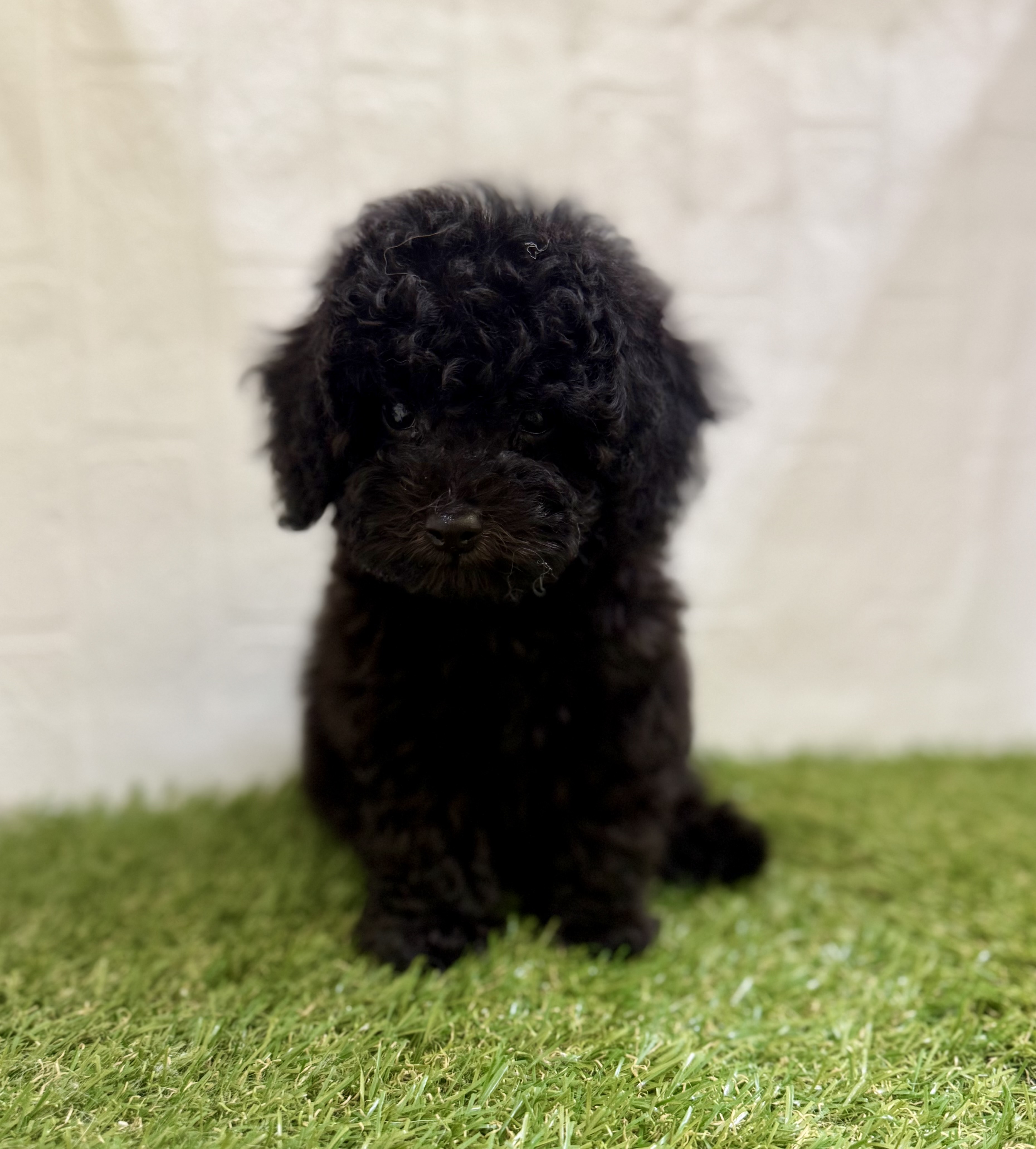 三重県のトイプードル(トイ) (ワンニャンハウス名張店/2025年9月14日生まれ/男の子/ブラック)の子犬の2枚目の画像