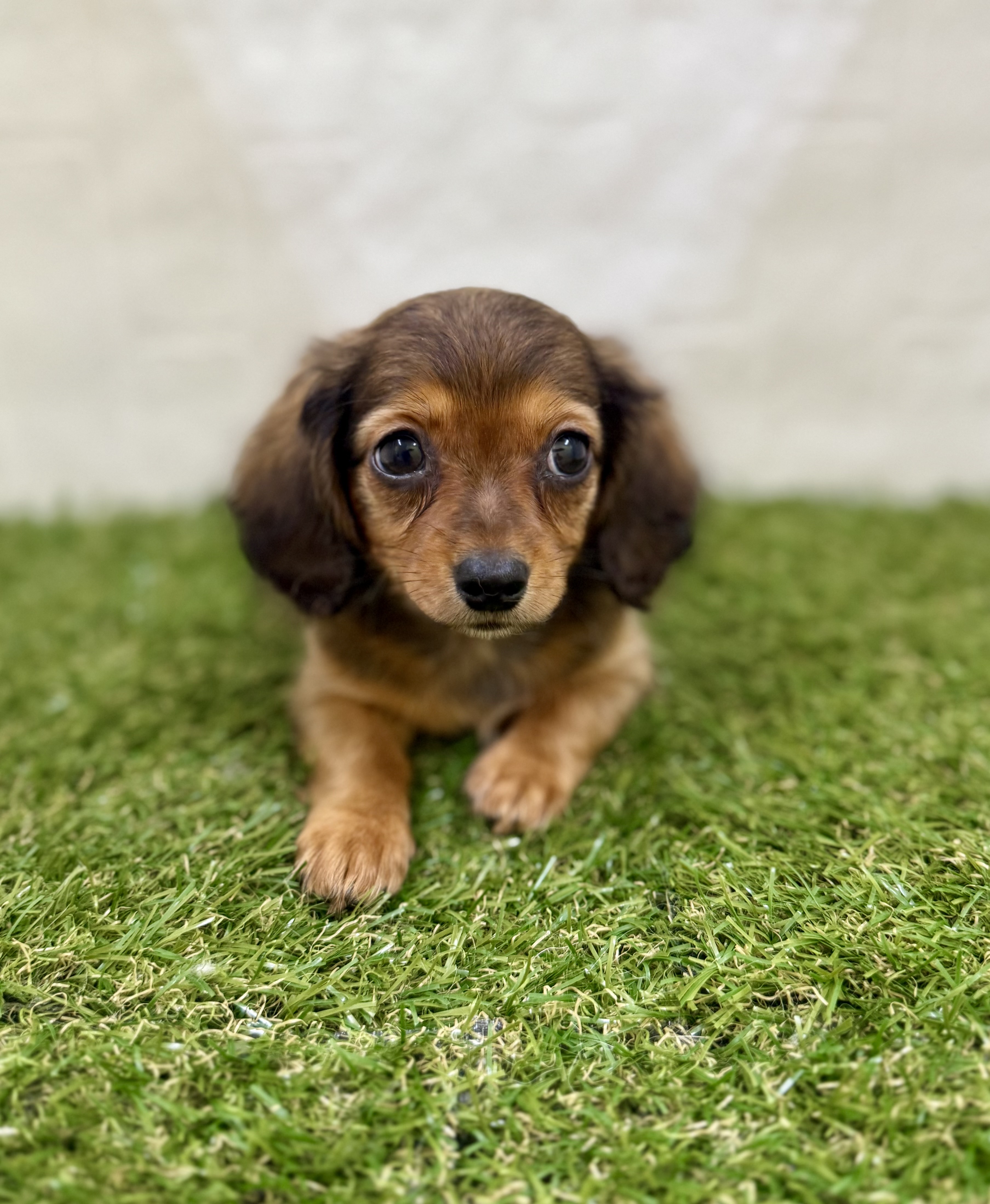 三重県のハーフ犬・ミックス犬 (ワンニャンハウス名張店/2025年9月20日生まれ/男の子/レッド)の子犬の3枚目の画像