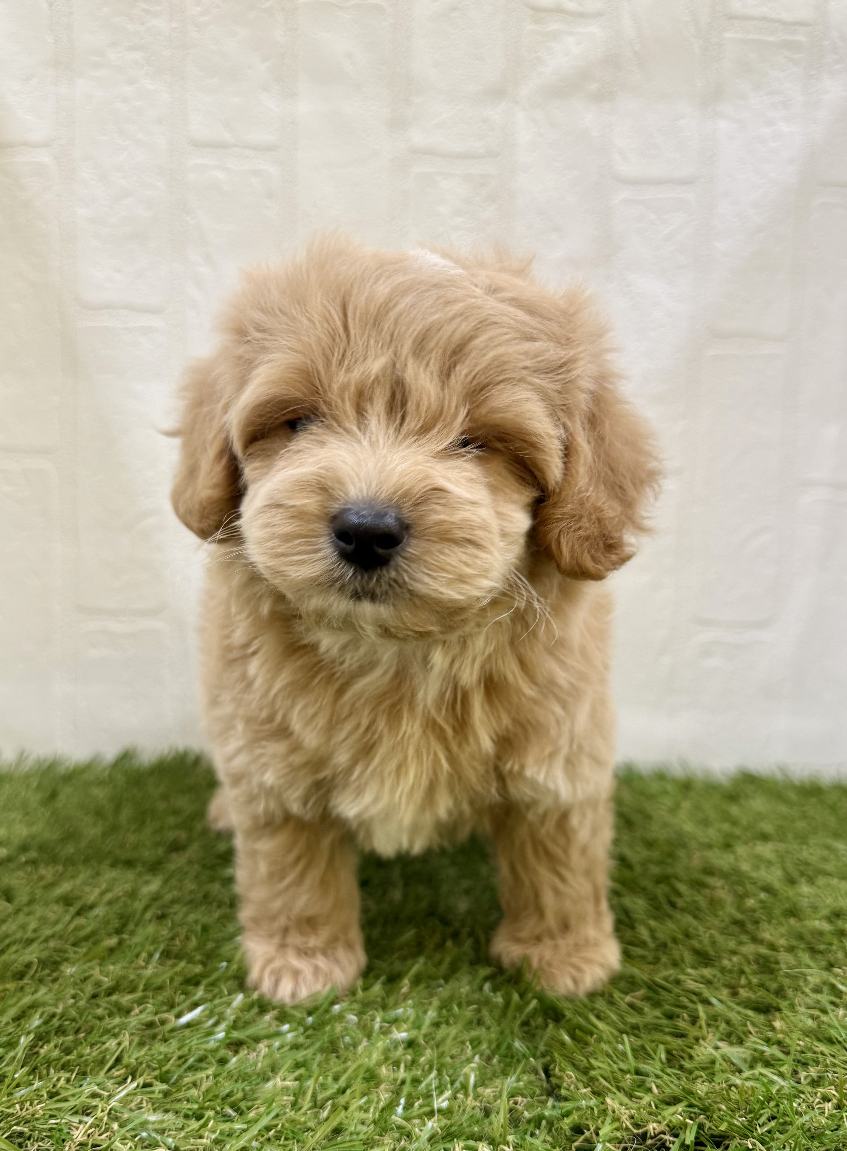 三重県のマルプー(マルチーズ×プードル) (ワンニャンハウス名張店/2025年9月10日生まれ/男の子/クリームホワイト)の子犬の2枚目の画像