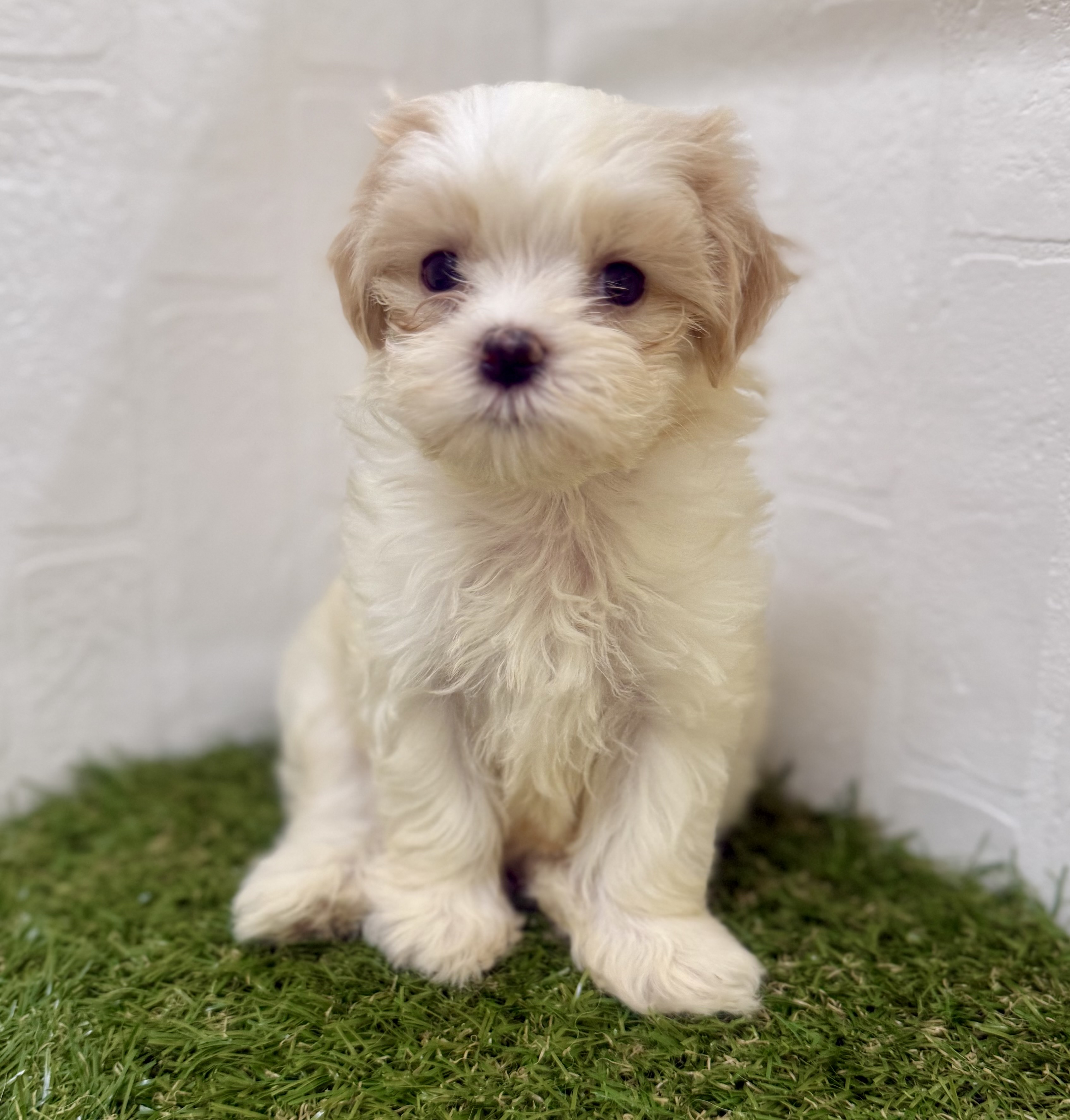 三重県のハーフ犬・ミックス犬 (ワンニャンハウス名張店/2025年7月19日生まれ/女の子/レモンホワイト)の子犬の2枚目の画像