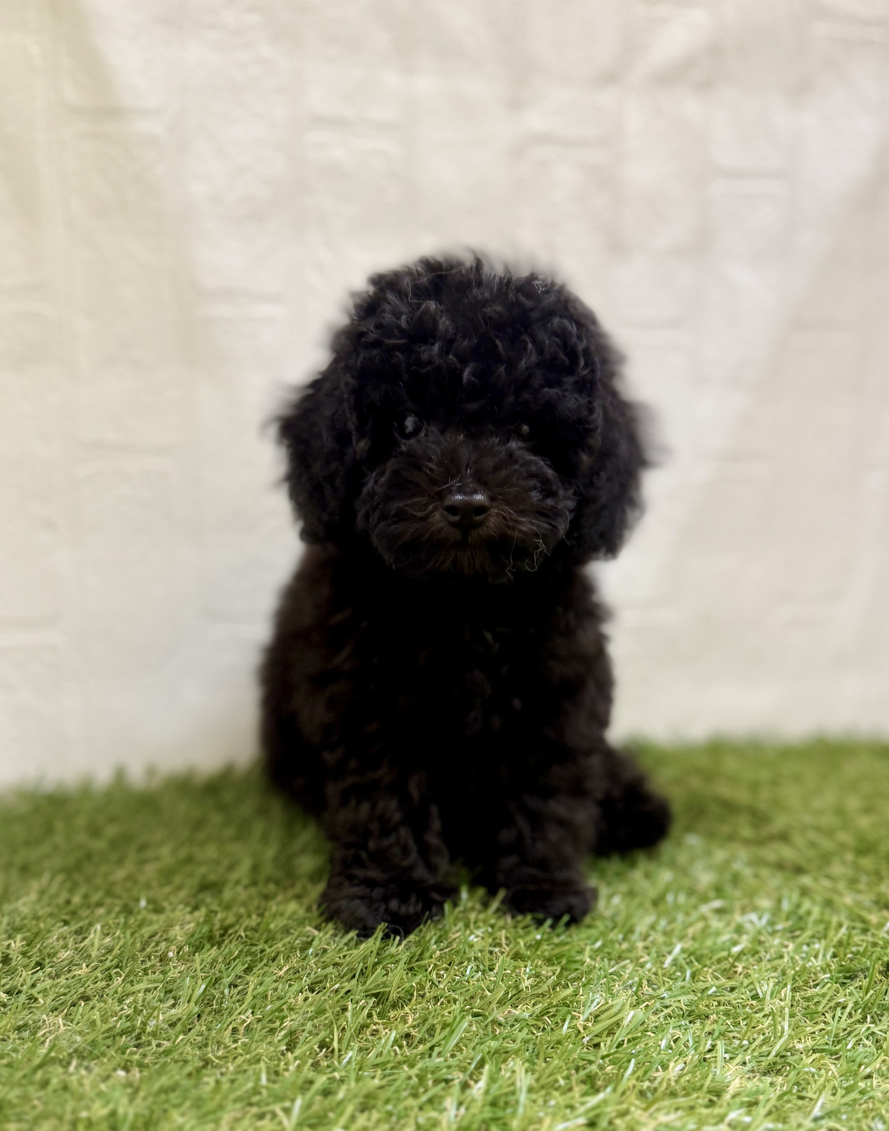 三重県のトイプードル(トイ) (ワンニャンハウス名張店/2025年9月14日生まれ/男の子/ブラック)の子犬の1枚目の画像