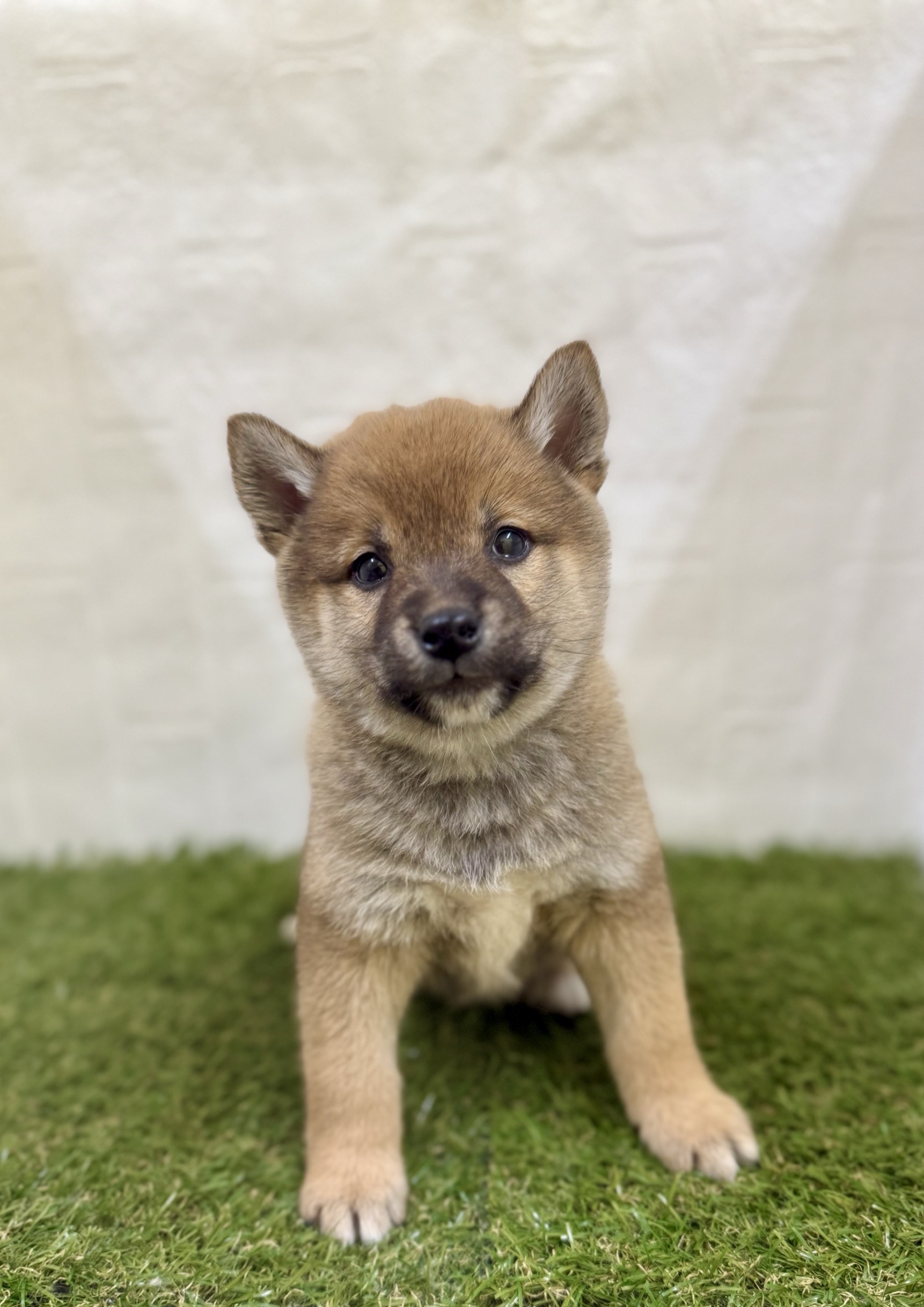 三重県の柴犬(標準サイズ) (ワンニャンハウス名張店/2025年10月27日生まれ/男の子/赤)の子犬の2枚目の画像