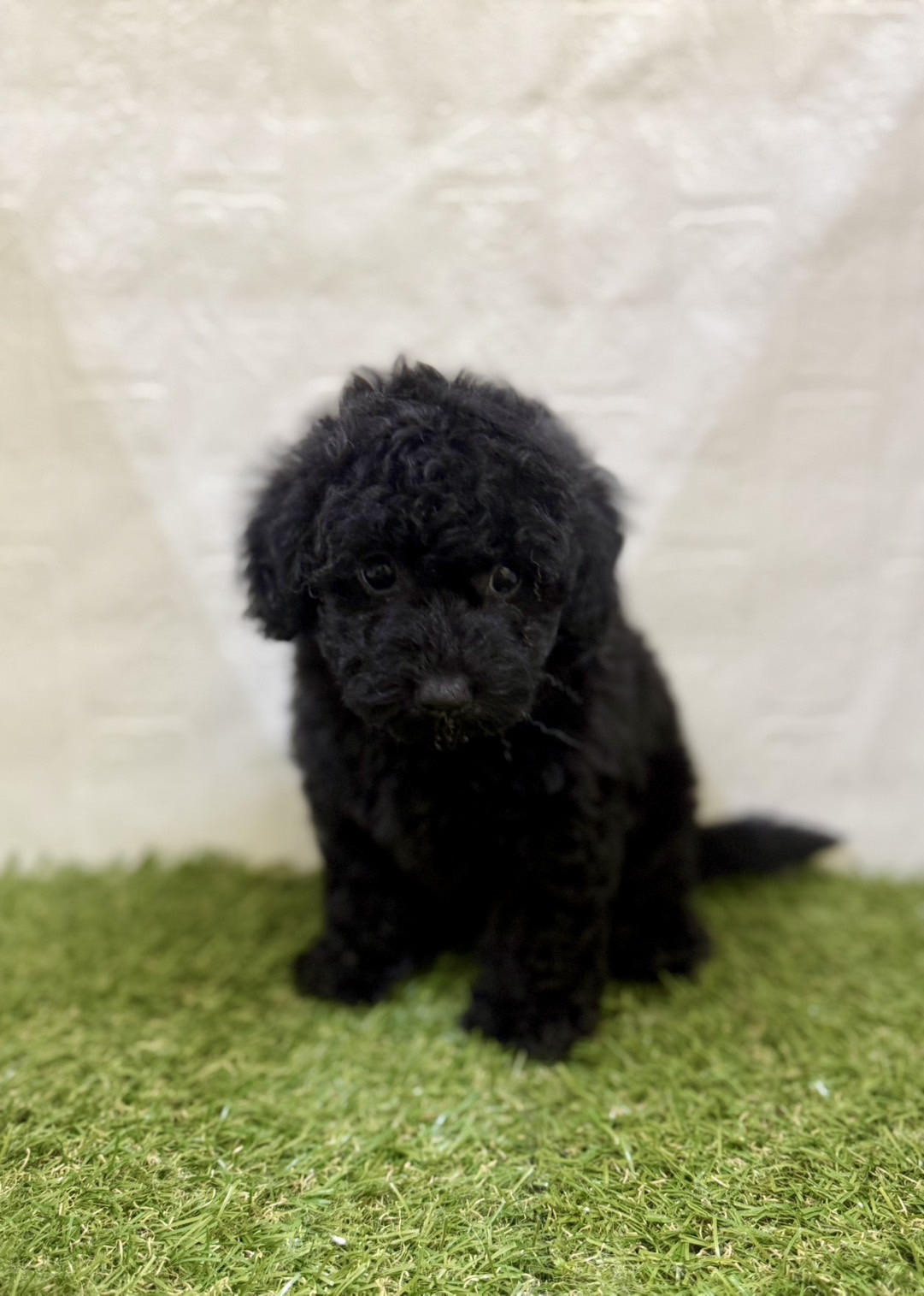 三重県のトイプードル(トイ) (ワンニャンハウス名張店/2025年10月12日生まれ/男の子/ブラック)の子犬の2枚目の画像