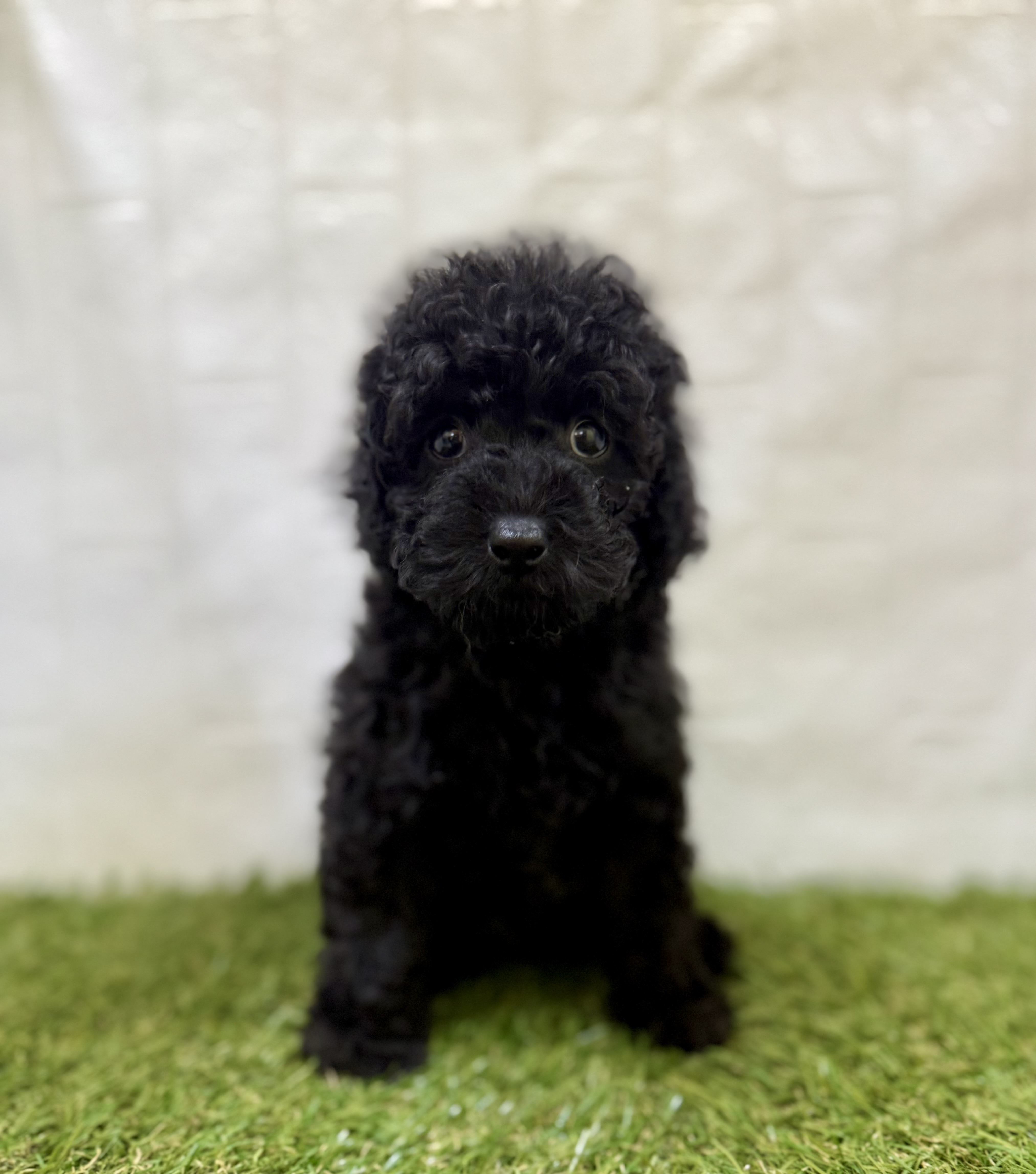 三重県のトイプードル(トイ) (ワンニャンハウス名張店/2025年12月1日生まれ/女の子/ブラック)の子犬の1枚目の画像