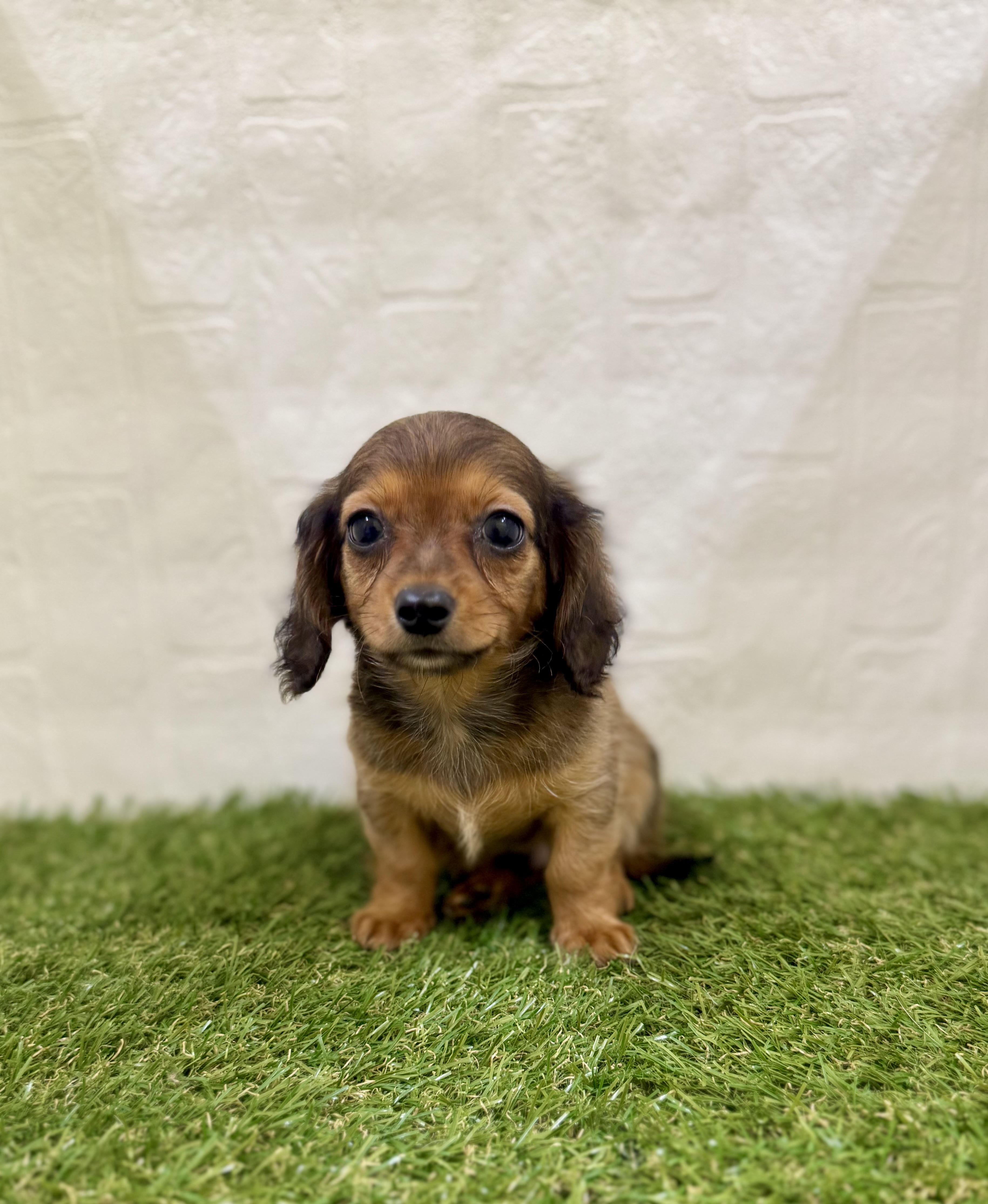 三重県のハーフ犬・ミックス犬 (ワンニャンハウス名張店/2025年9月20日生まれ/男の子/レッド)の子犬の1枚目の画像