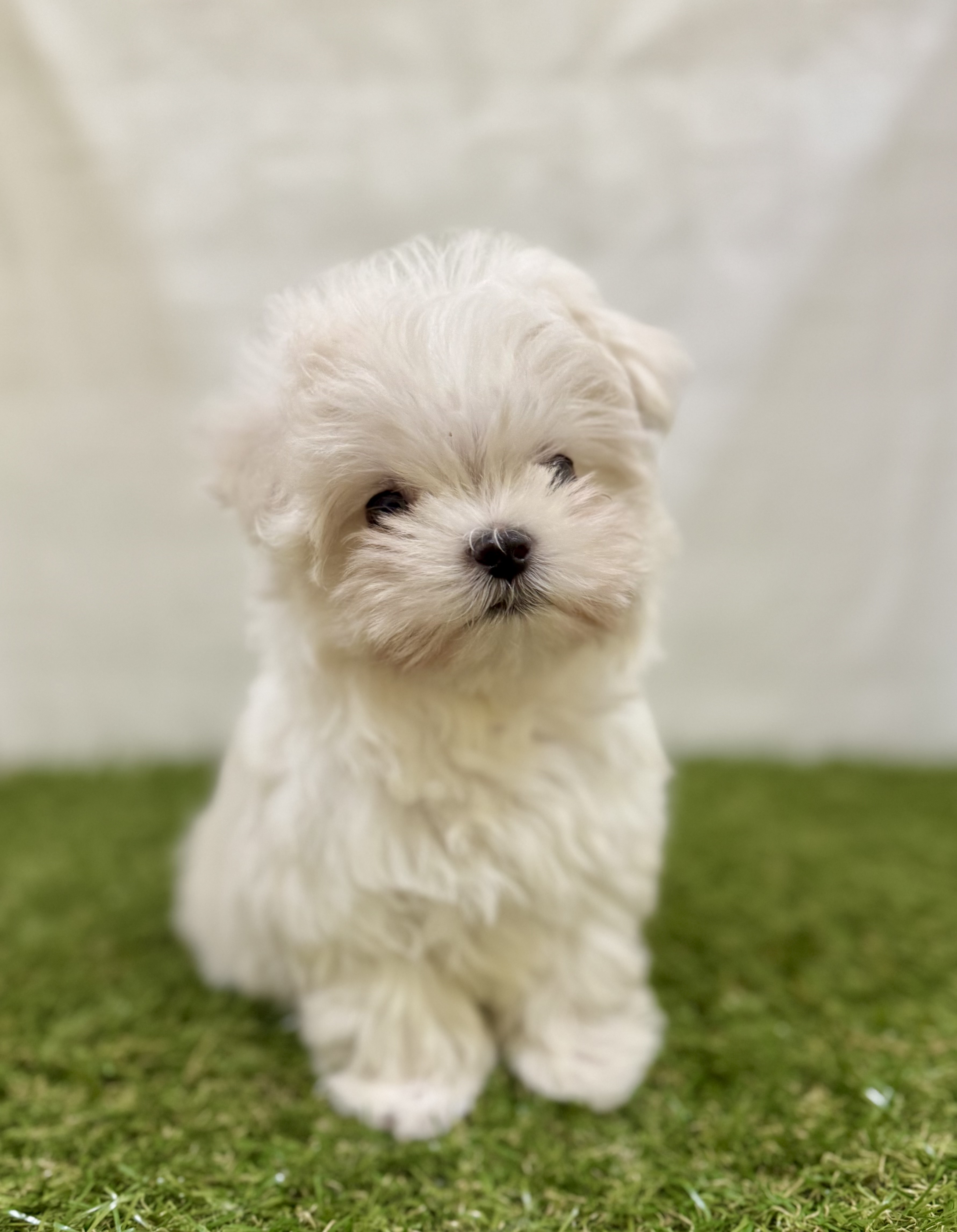 三重県のマルチーズ (ワンニャンハウス名張店/2025年9月13日生まれ/男の子/ホワイト)の子犬の2枚目の画像