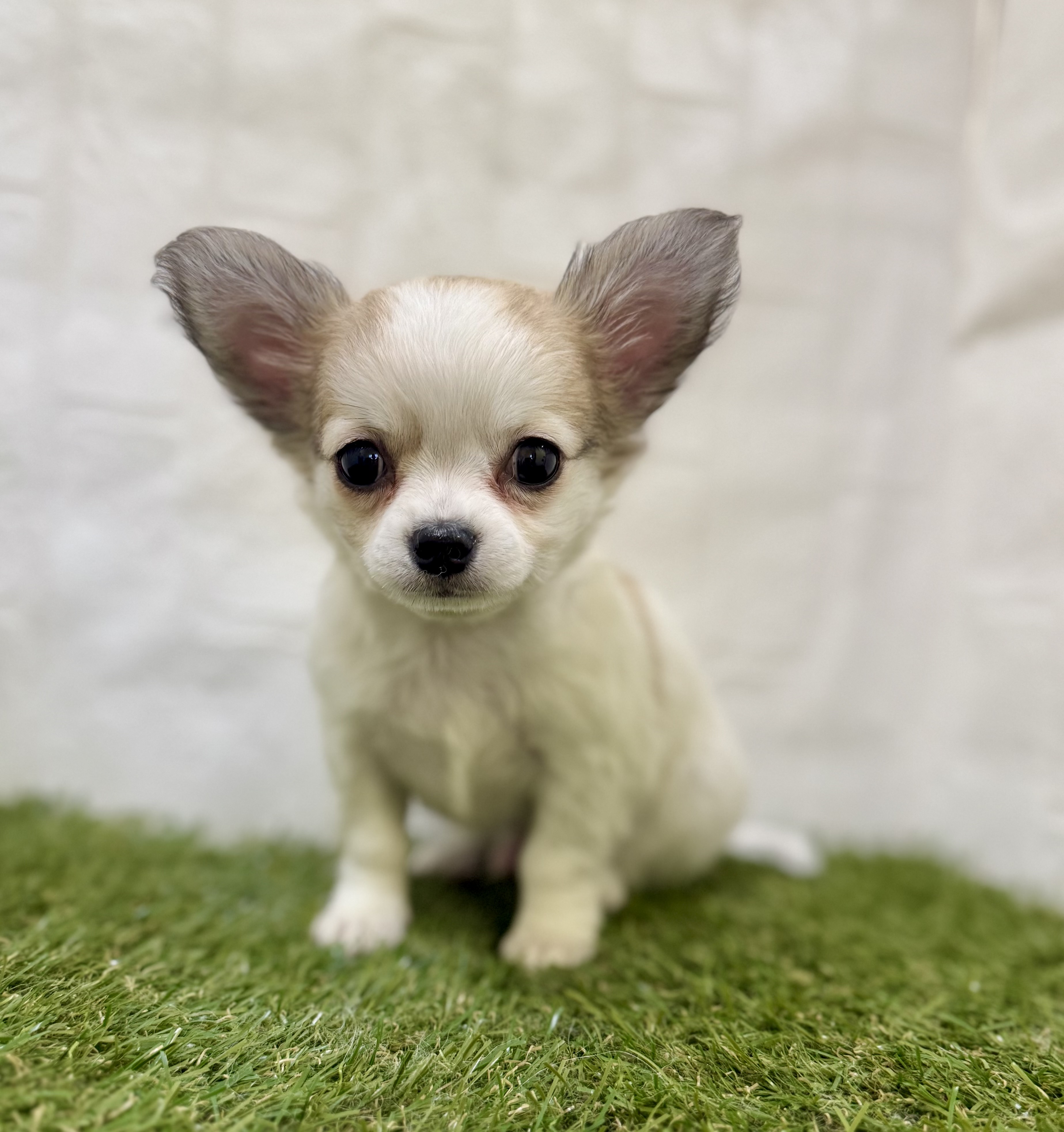 三重県のチワワ(ロング) (ワンニャンハウス名張店/2025年11月29日生まれ/男の子/フォーンホワイト)の子犬の3枚目の画像