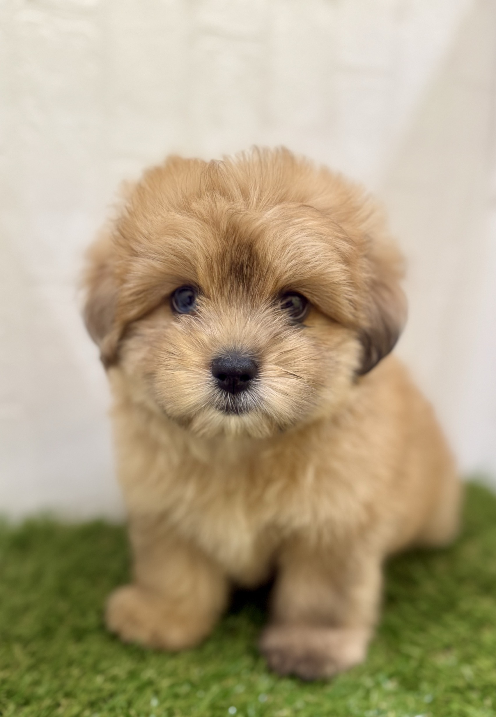 三重県のハーフ犬・ミックス犬 (ワンニャンハウス名張店/2025年7月20日生まれ/男の子/フォーン)の子犬の2枚目の画像