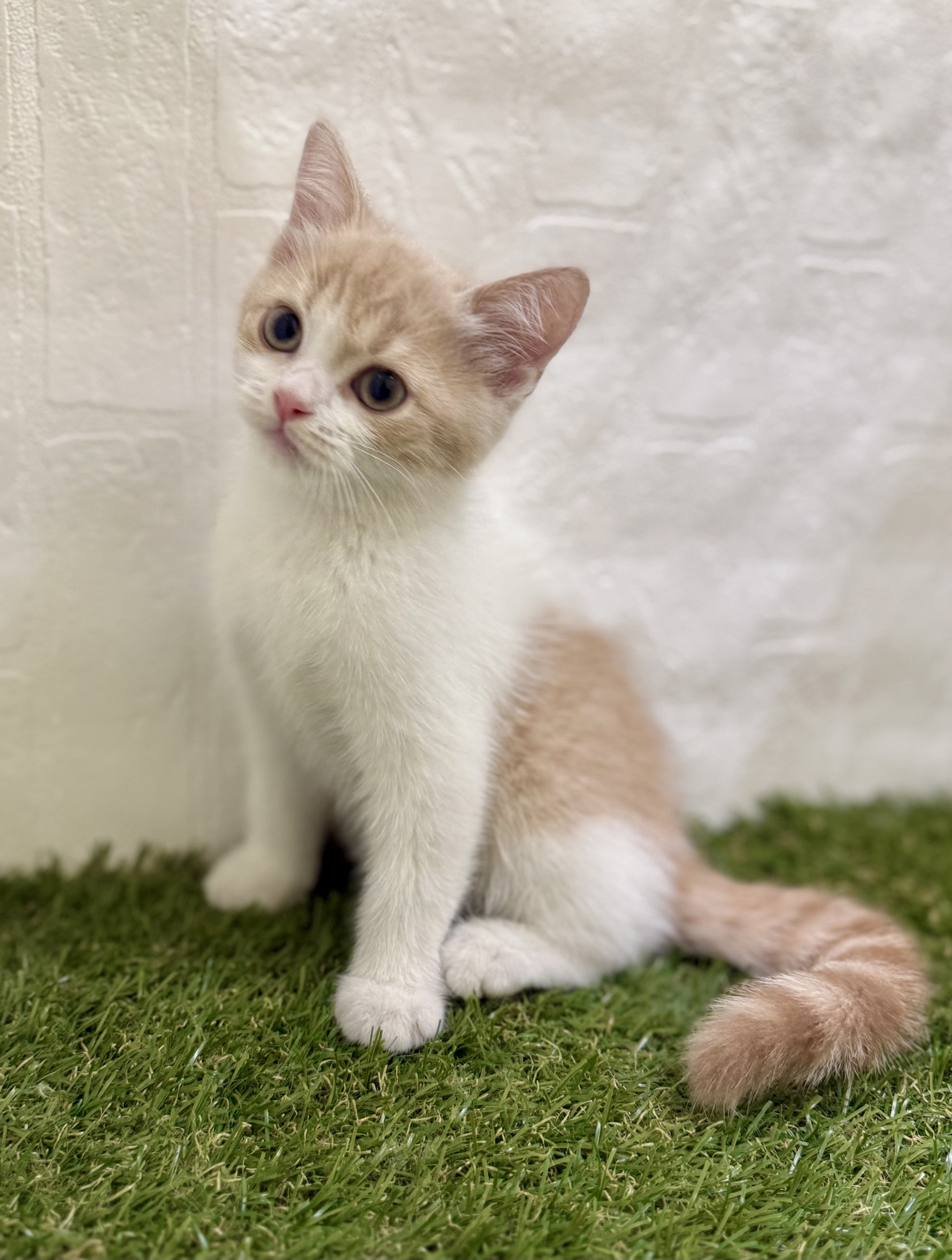 三重県のスコティッシュフォールド (ワンニャンハウス名張店/2025年10月14日生まれ/男の子/クリームタビーホワイト)の子猫の3枚目の画像