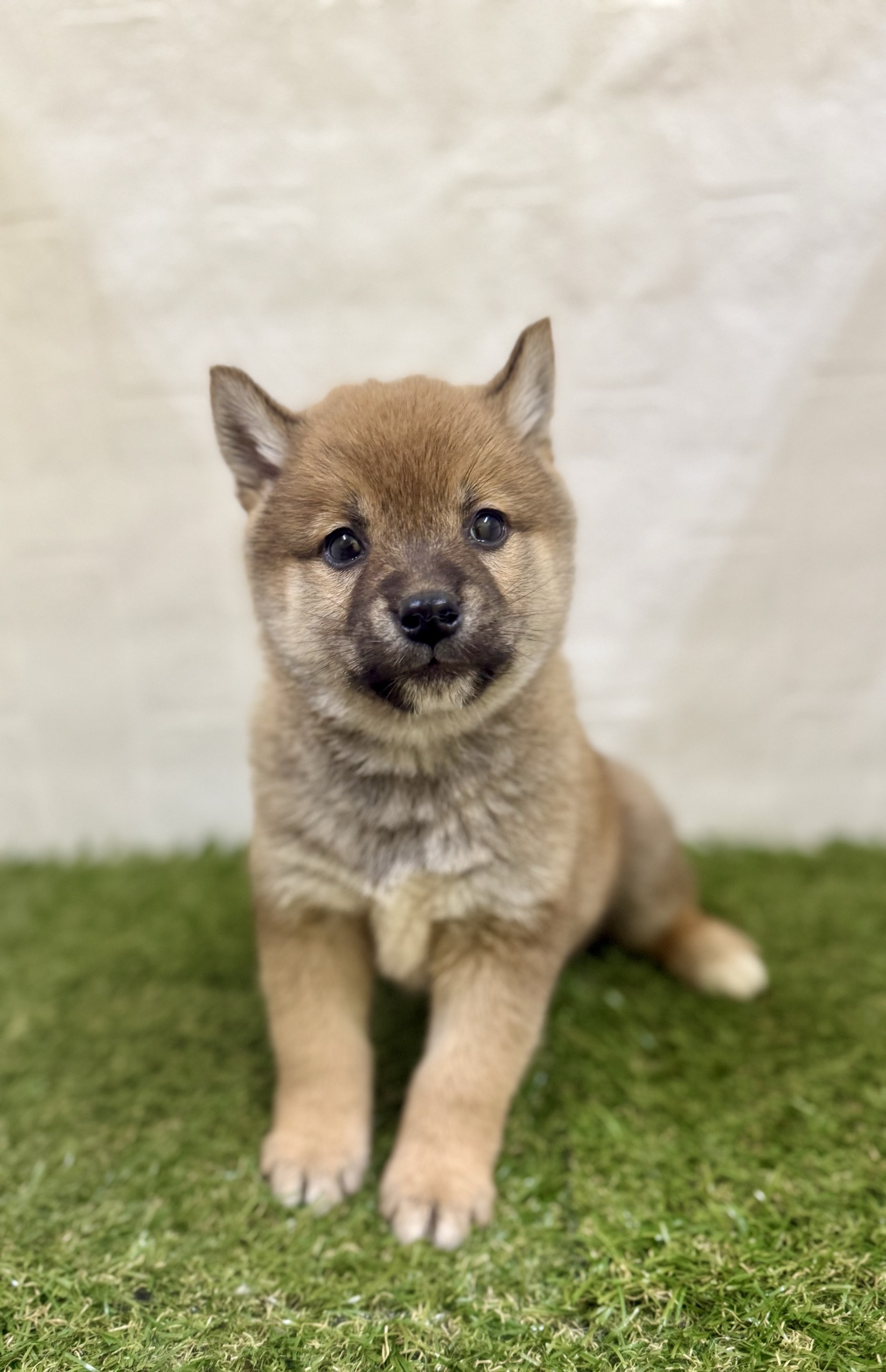 三重県の柴犬(標準サイズ) (ワンニャンハウス名張店/2025年10月27日生まれ/男の子/赤)の子犬の3枚目の画像