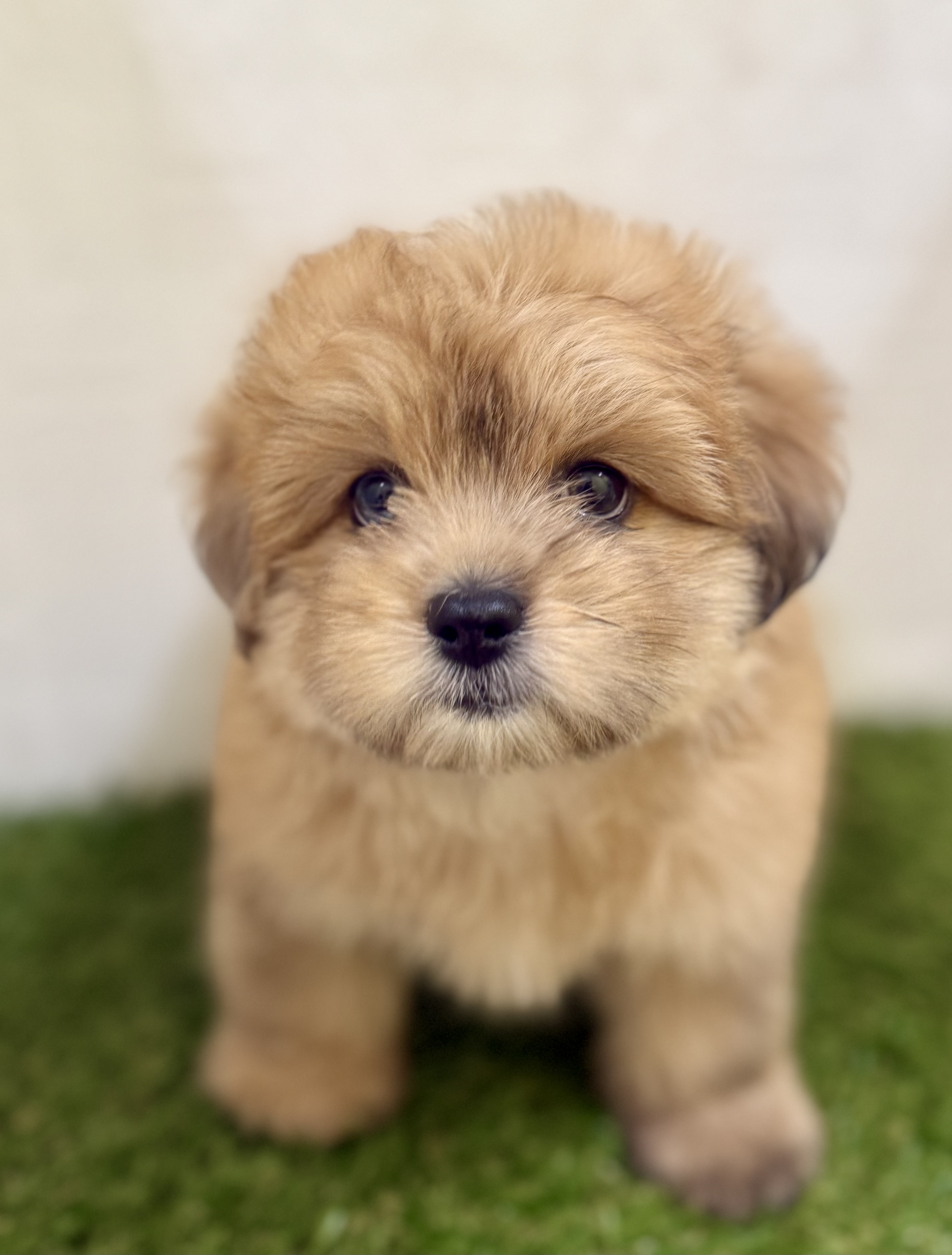 三重県のハーフ犬・ミックス犬 (ワンニャンハウス名張店/2025年7月20日生まれ/男の子/フォーン)の子犬の3枚目の画像