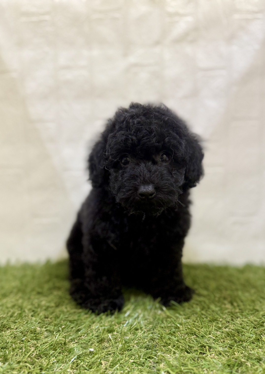 三重県のトイプードル(トイ) (ワンニャンハウス名張店/2025年10月12日生まれ/男の子/ブラック)の子犬の1枚目の画像
