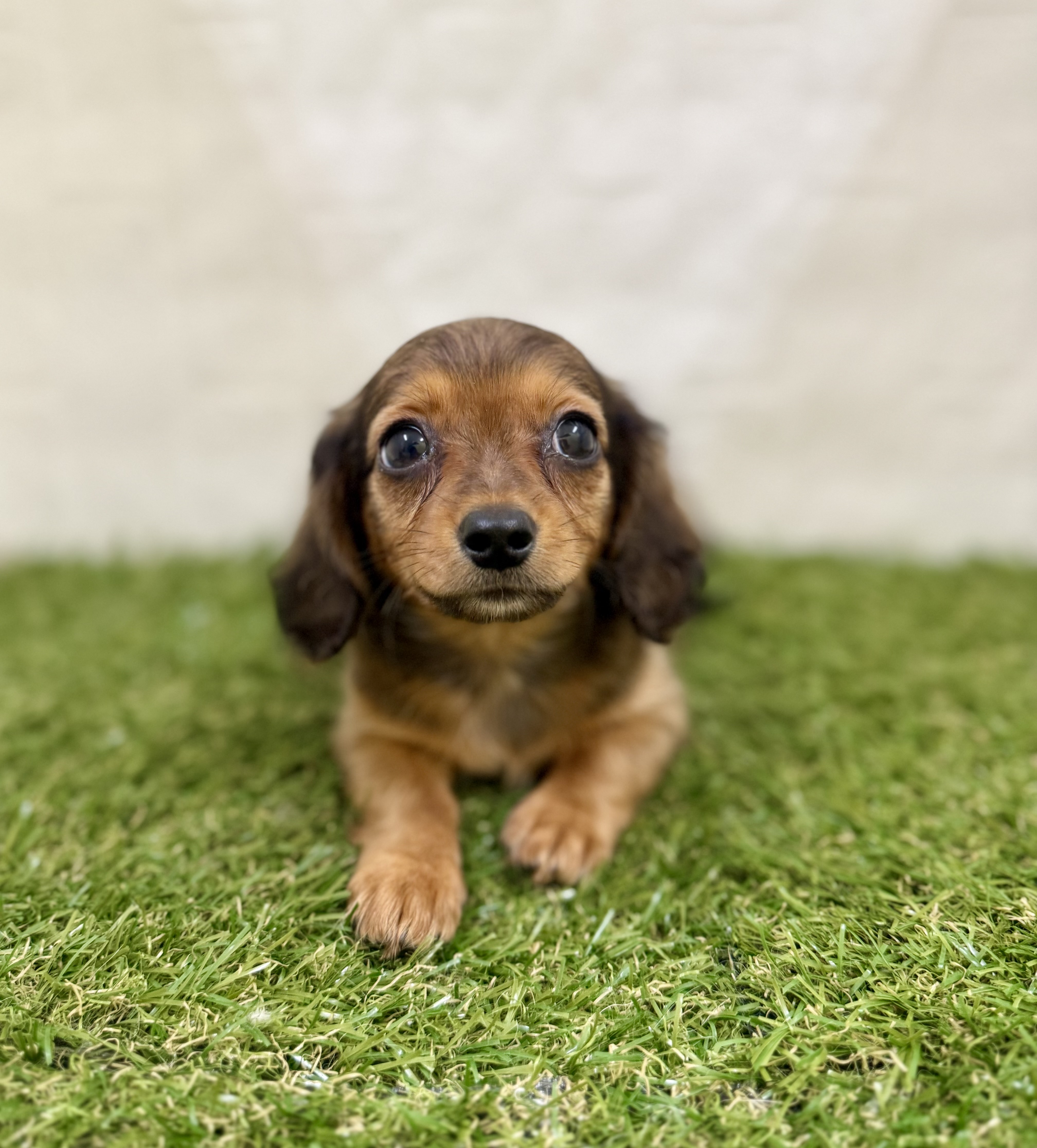 三重県のハーフ犬・ミックス犬 (ワンニャンハウス名張店/2025年9月20日生まれ/男の子/レッド)の子犬の2枚目の画像