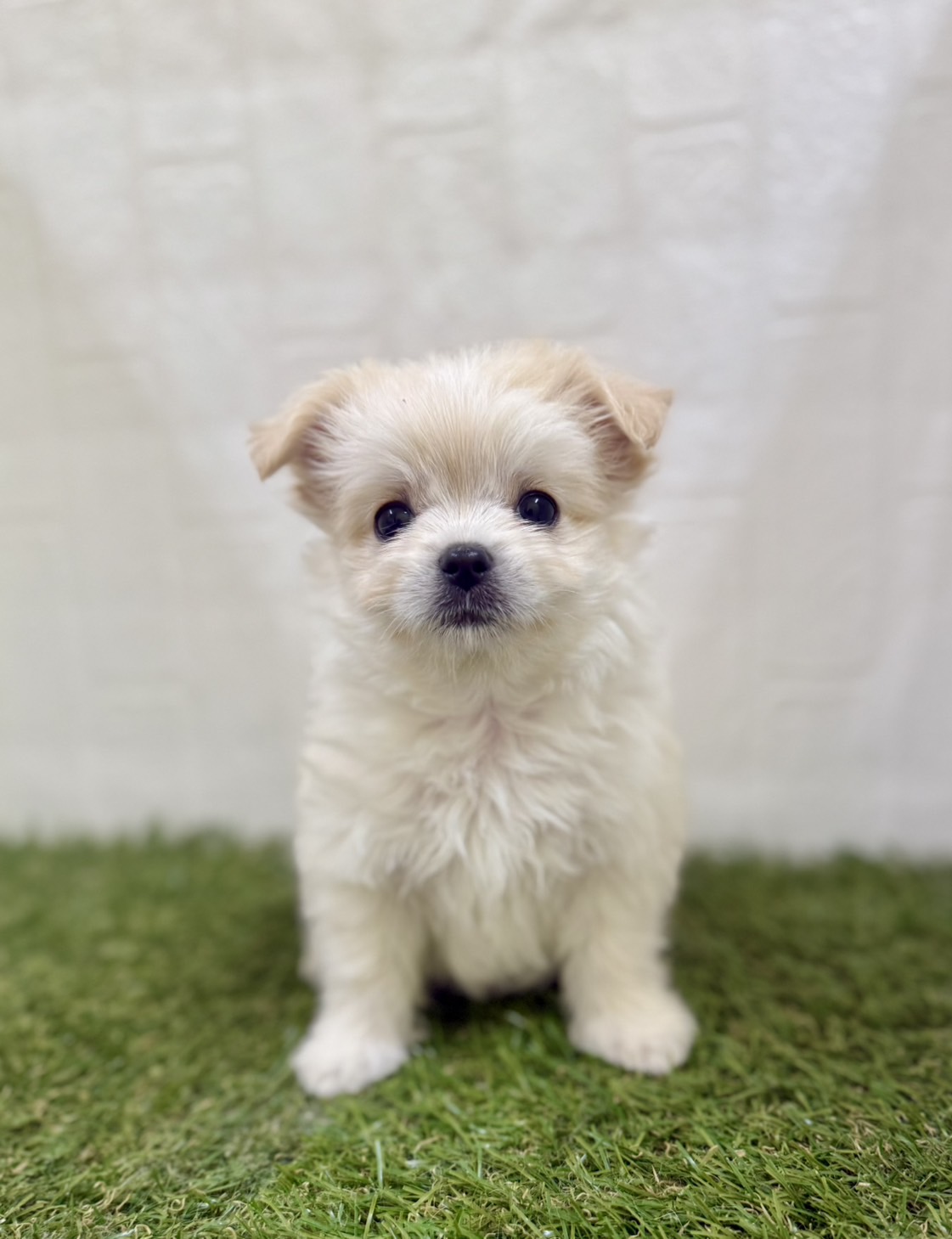 三重県のハーフ犬・ミックス犬 (ワンニャンハウス四日市店/2026年3月18日生まれ/女の子/クリーム)の子犬の1枚目の画像