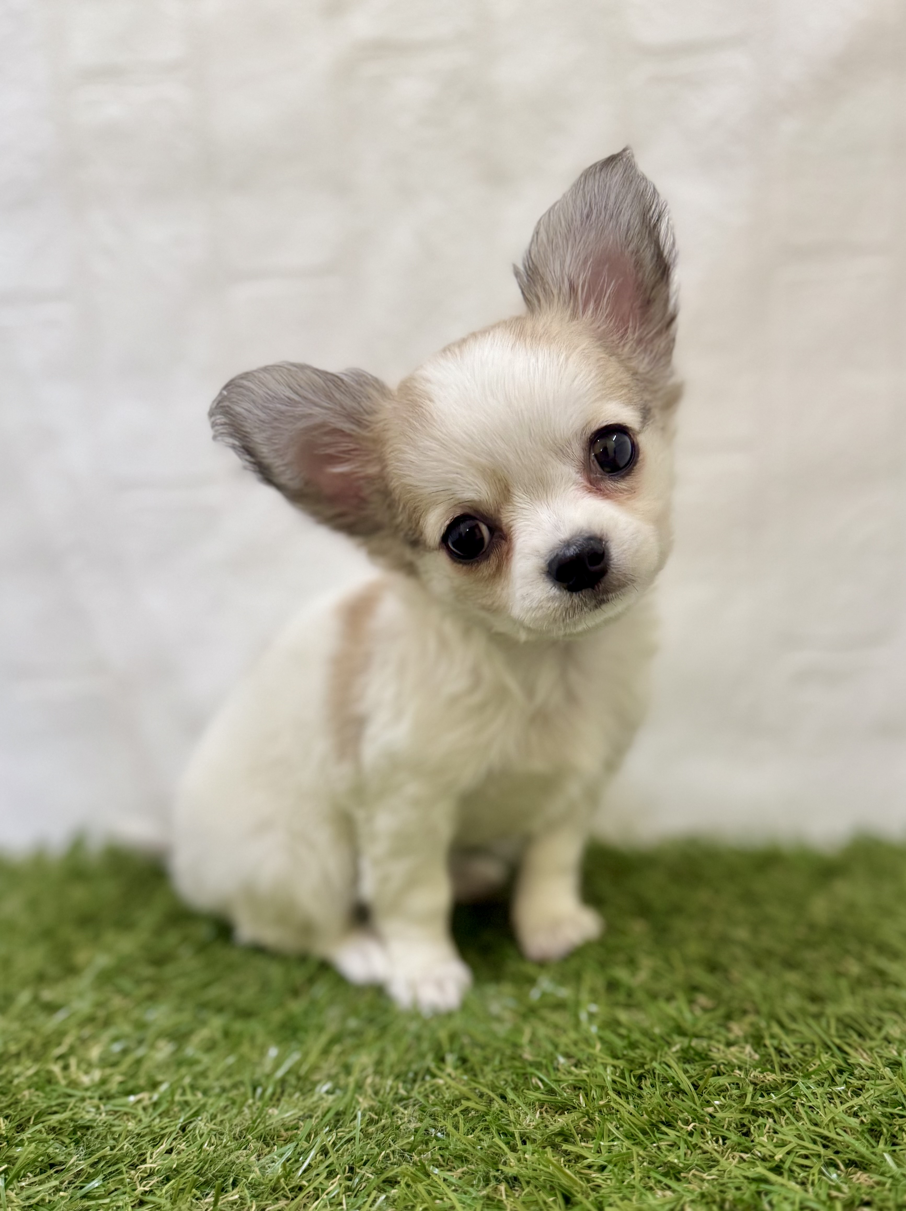 三重県のチワワ(ロング) (ワンニャンハウス名張店/2025年11月29日生まれ/男の子/フォーンホワイト)の子犬の2枚目の画像