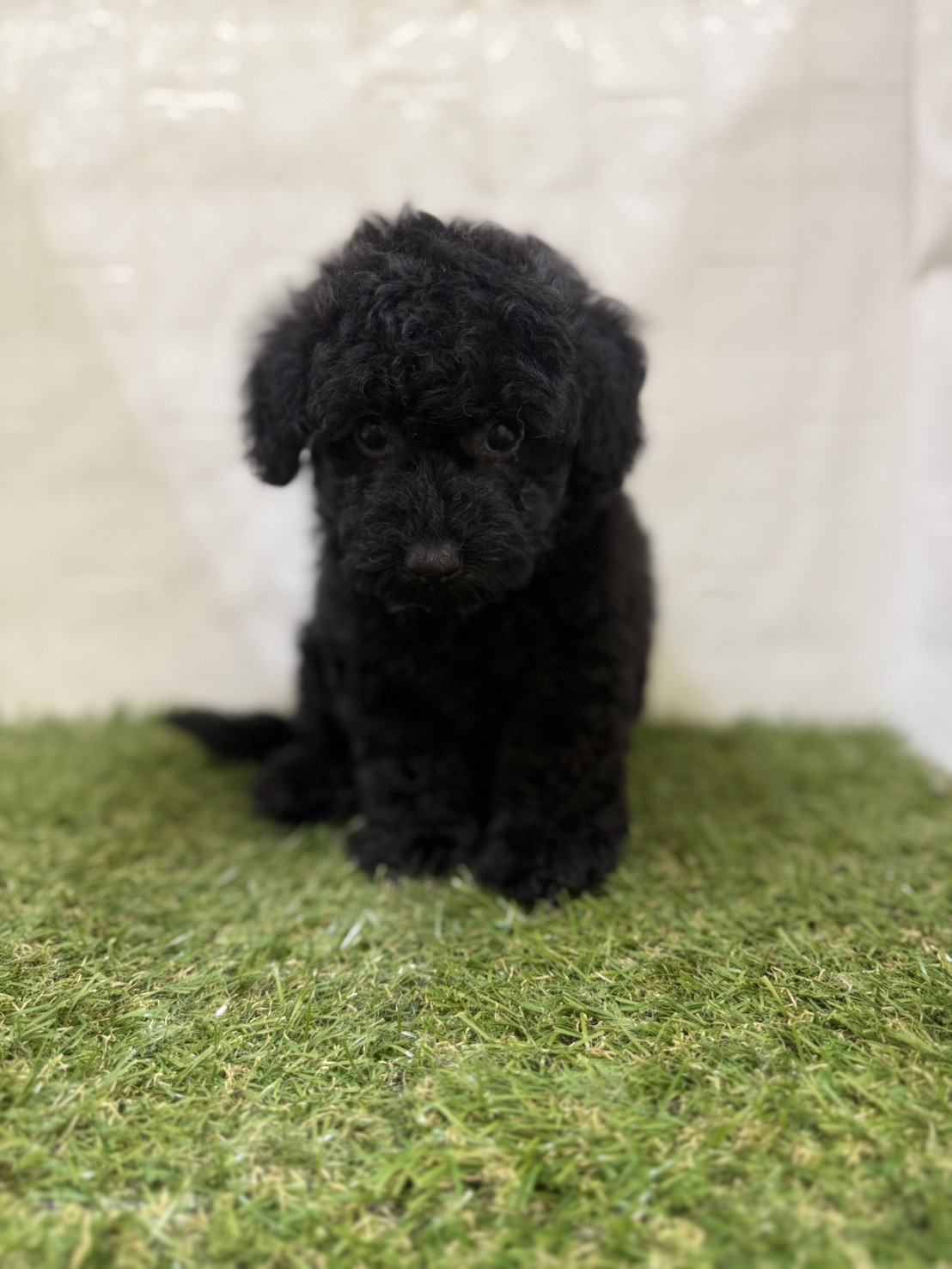 三重県のトイプードル(トイ) (ワンニャンハウス名張店/2025年10月12日生まれ/男の子/ブラック)の子犬の3枚目の画像