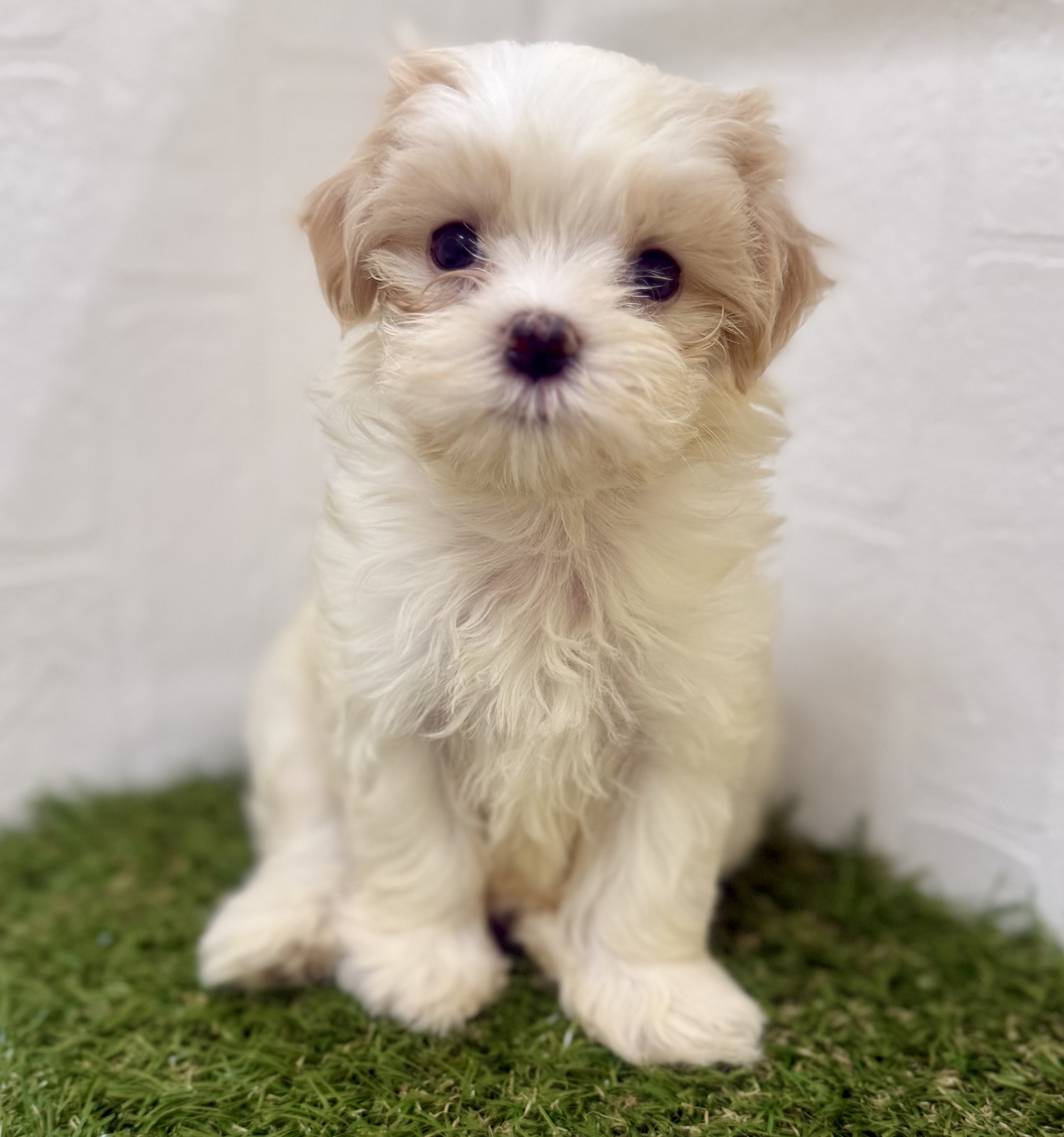 三重県のハーフ犬・ミックス犬 (ワンニャンハウス名張店/2025年7月19日生まれ/女の子/レモンホワイト)の子犬の1枚目の画像