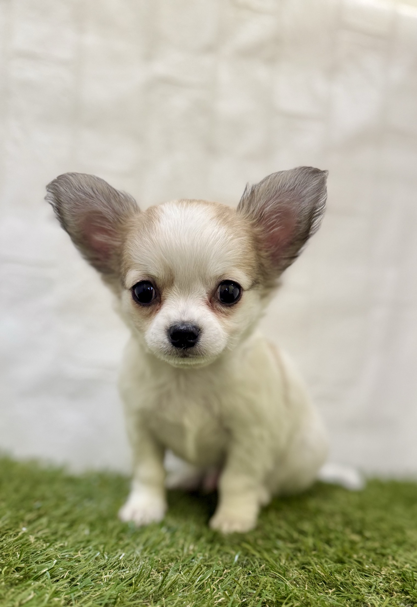 三重県のチワワ(ロング) (ワンニャンハウス名張店/2025年11月29日生まれ/男の子/フォーンホワイト)の子犬の1枚目の画像