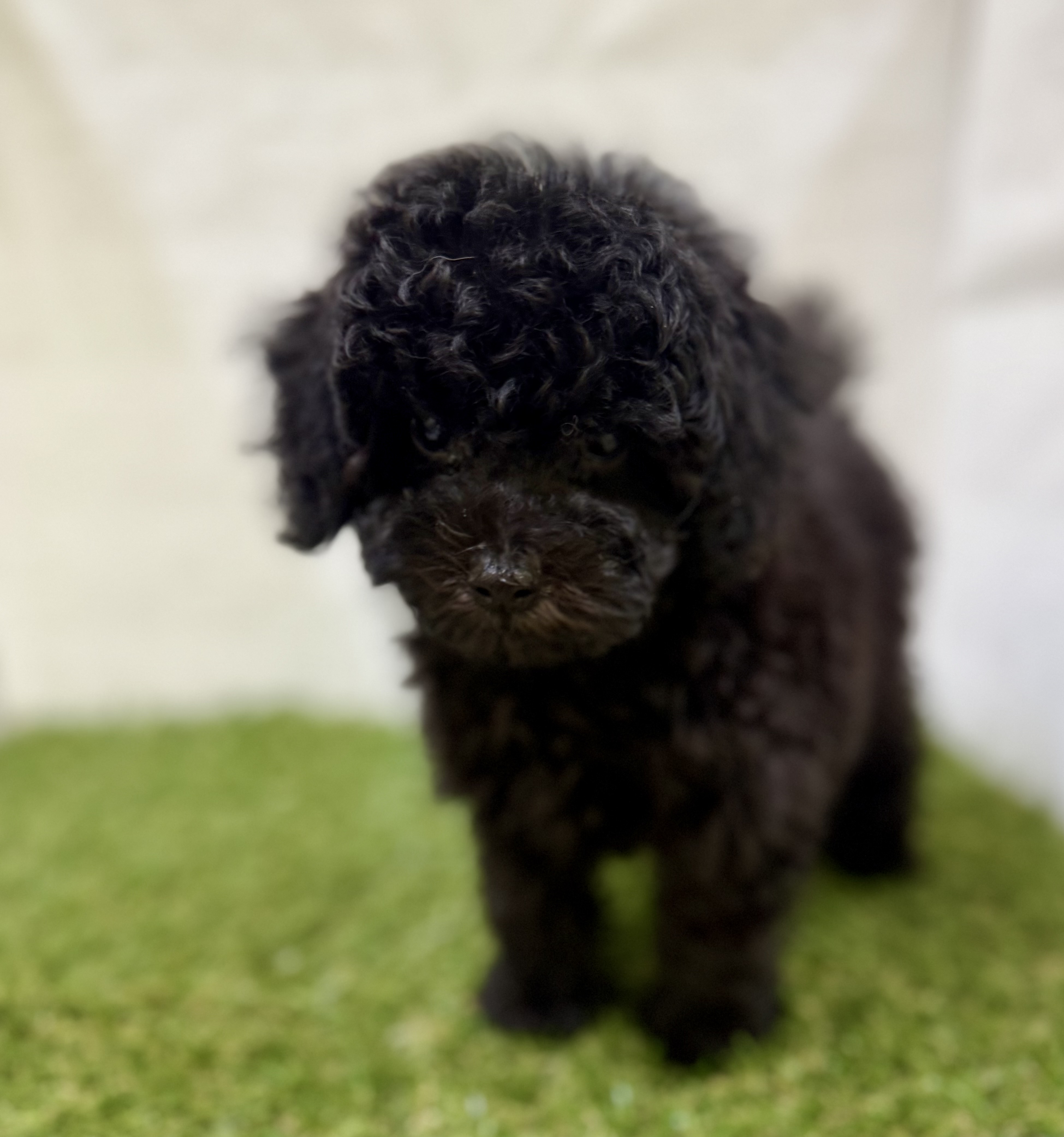 三重県のトイプードル(トイ) (ワンニャンハウス名張店/2025年9月14日生まれ/男の子/ブラック)の子犬の3枚目の画像