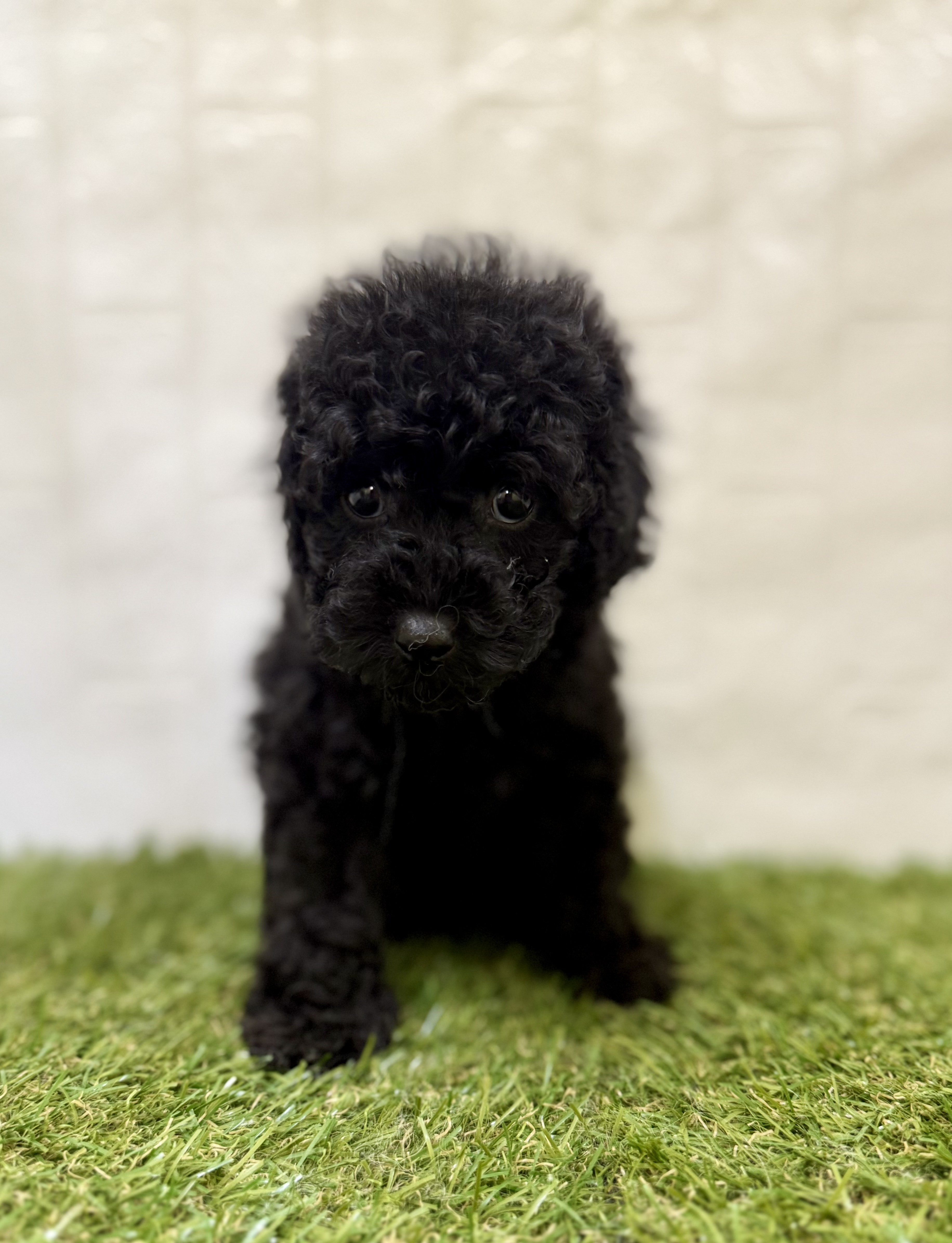 三重県のトイプードル(トイ) (ワンニャンハウス名張店/2025年12月1日生まれ/女の子/ブラック)の子犬の2枚目の画像