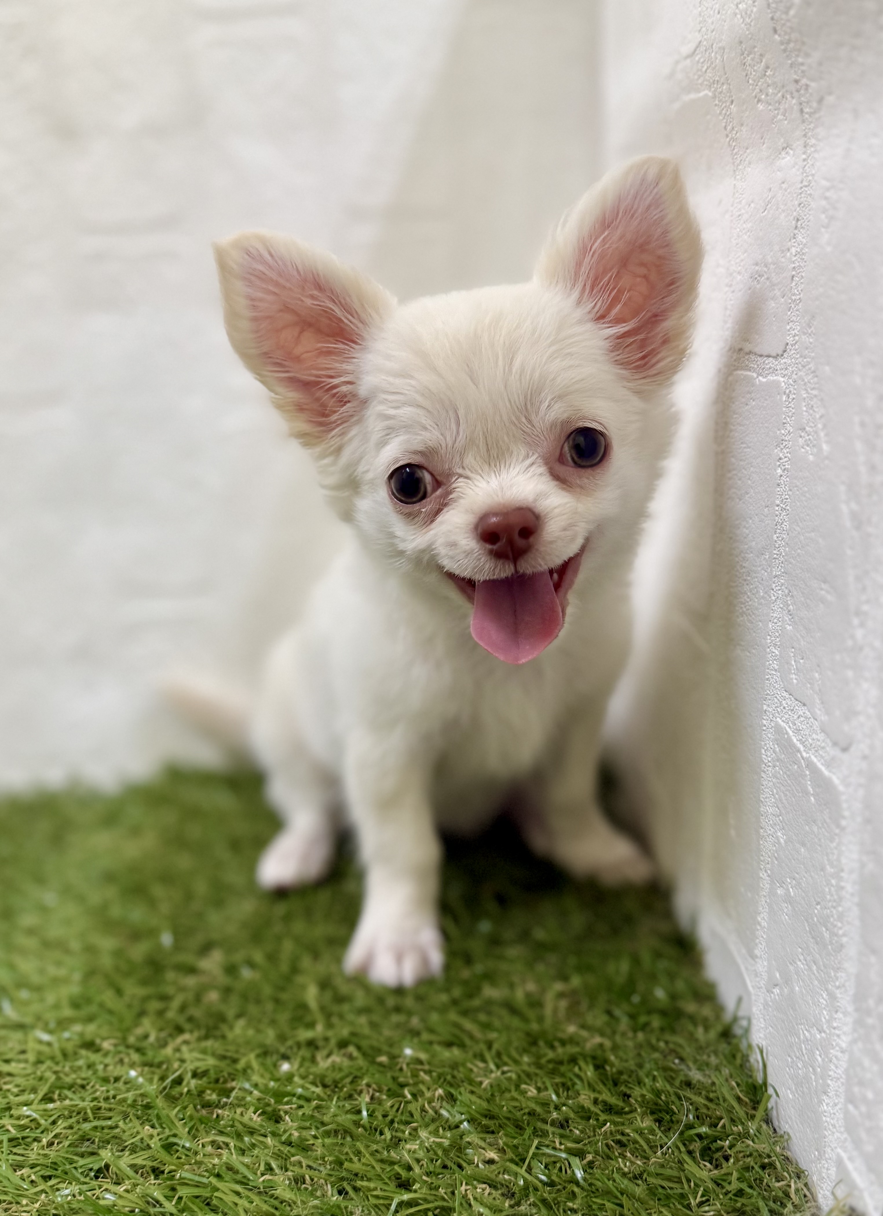 三重県のチワワ(ロング) (ワンニャンハウス名張店/2025年9月1日生まれ/女の子/クリーム)の子犬の2枚目の画像